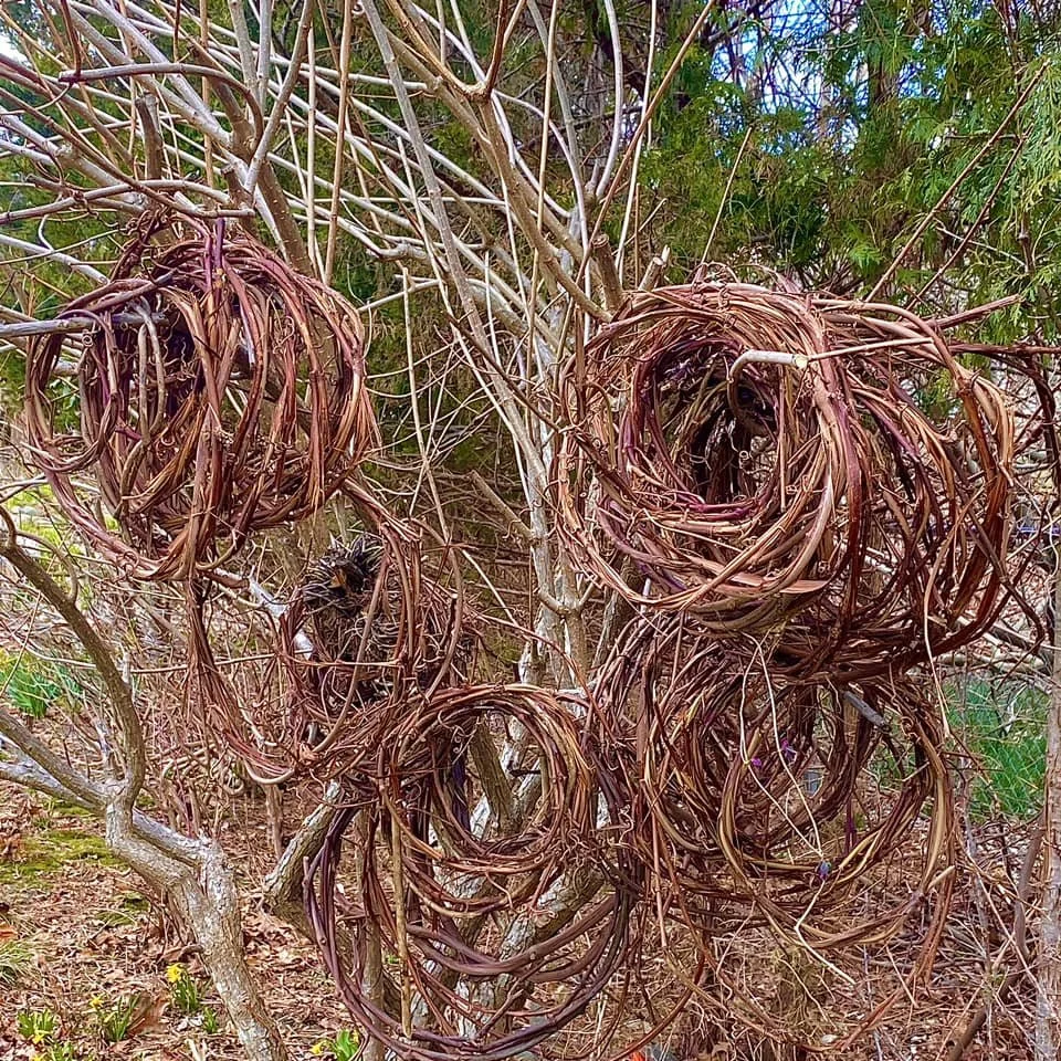 Dry, tangled branches and vines forming several nests or woven structures in a natural outdoor setting.