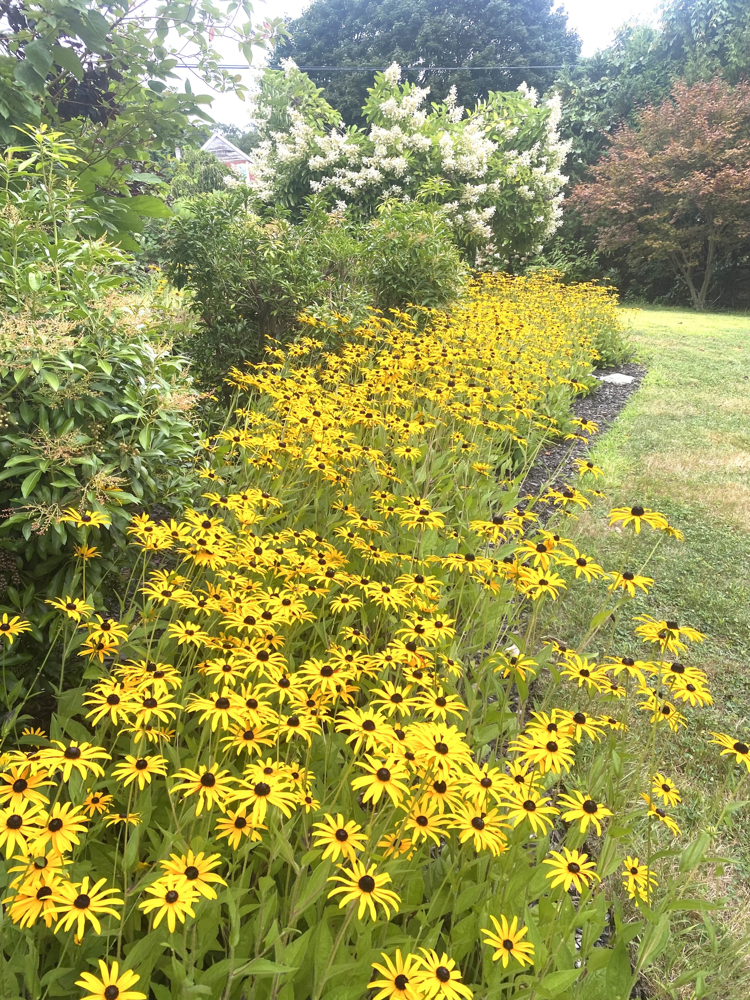 A garden bed filled with bright yellow Black-eyed Susan flowers along a grassy lawn, with various green bushes and trees in the background.