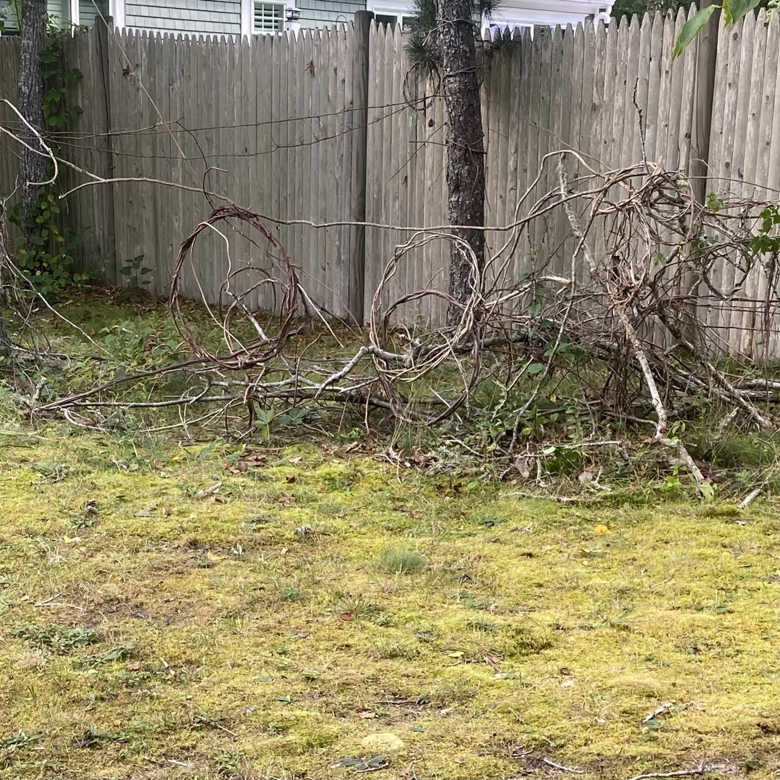 A backyard with a mossy grass lawn, a wooden fence, and a pile of twisted, dead branches and small logs near the fence.
