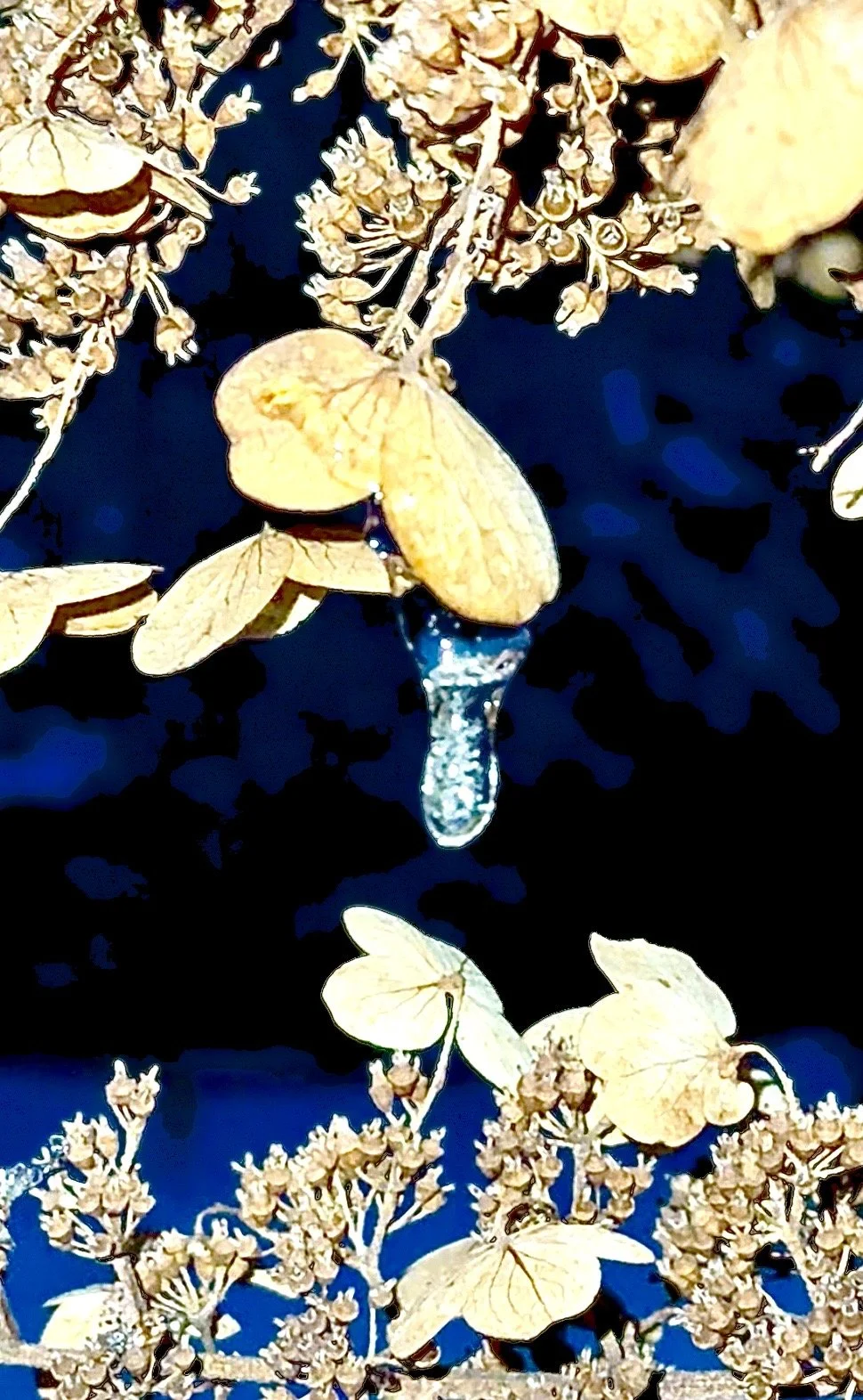 Close-up of dried hydrangea flowers, with a drop of water hanging from one of the flowers, set against a dark background.
