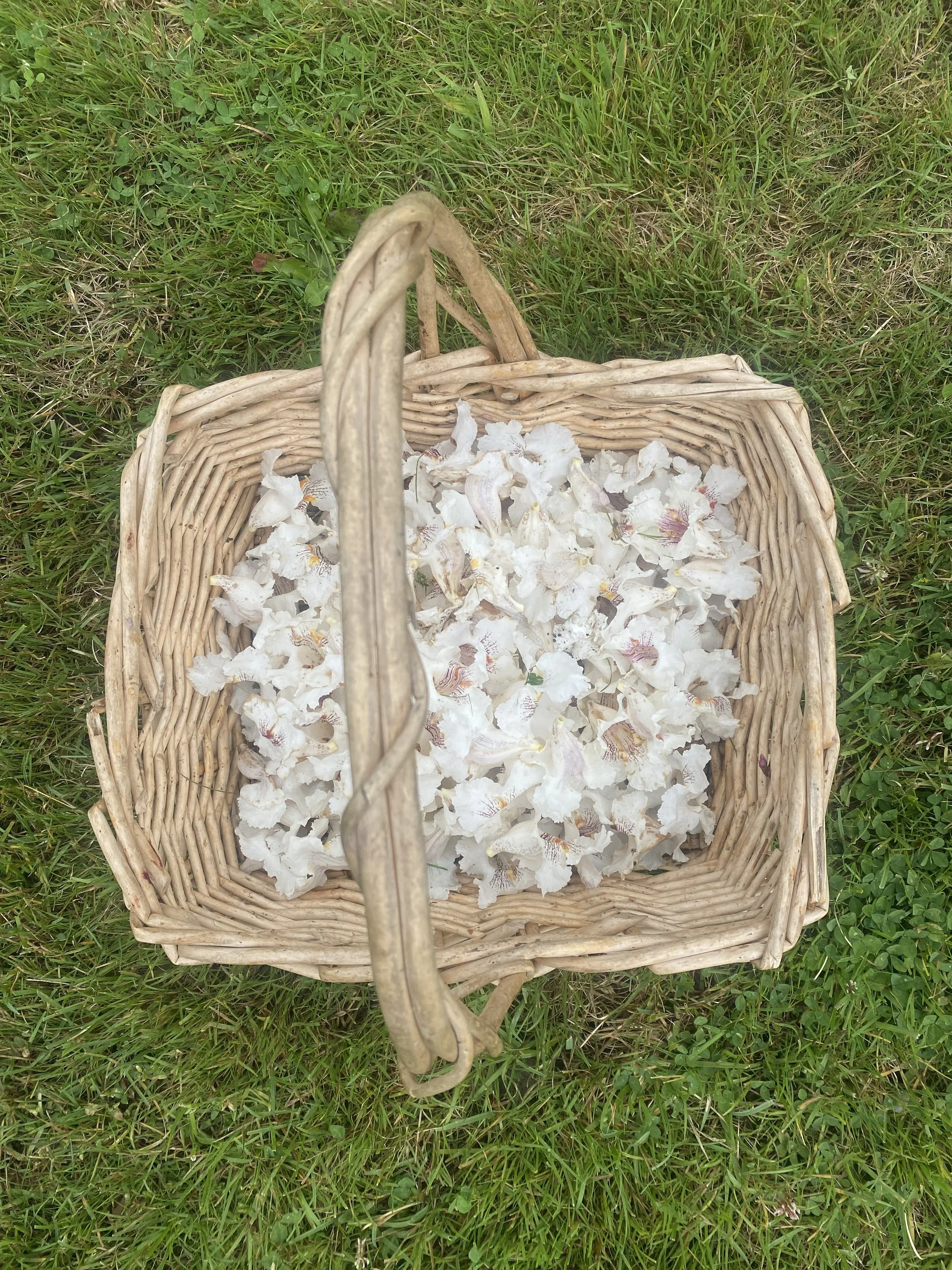 A wicker basket filled with white flowers resting on green grass.