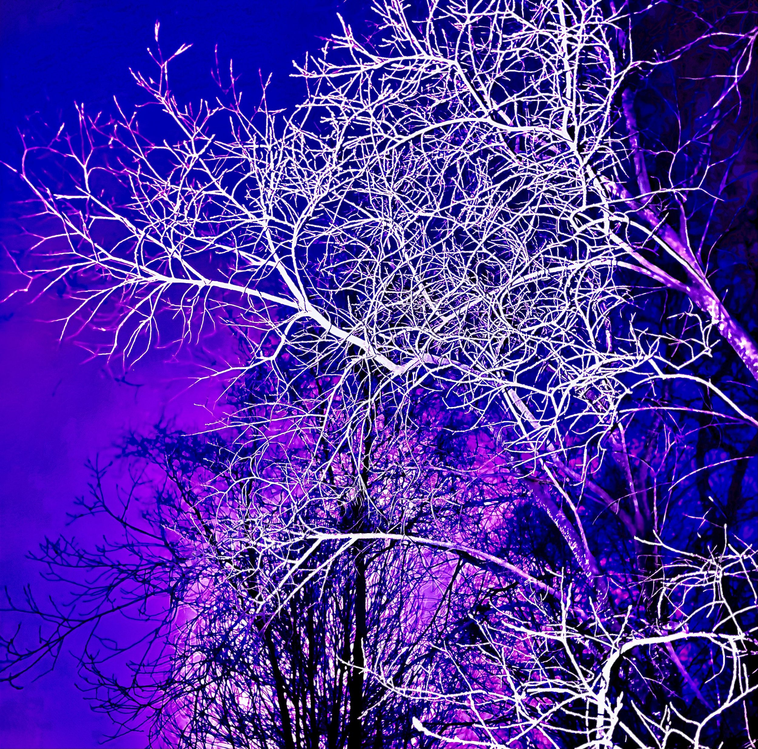 Tree with white branches illuminated by purple lights against a dark sky.