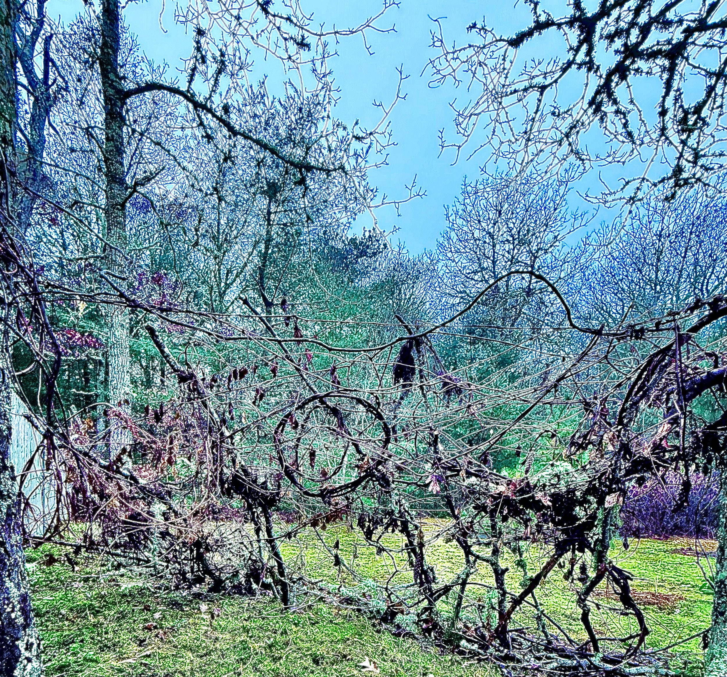 A vibrant, abstract depiction of a winter scene with leafless trees and tangled branches against a colorful, digitally enhanced sky.