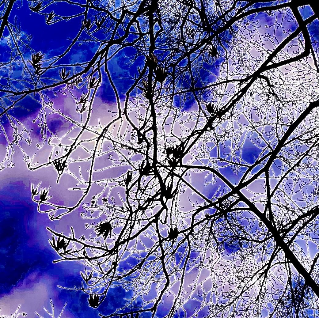 Tree branches outlined in white against a dark sky with blue and purple hues.