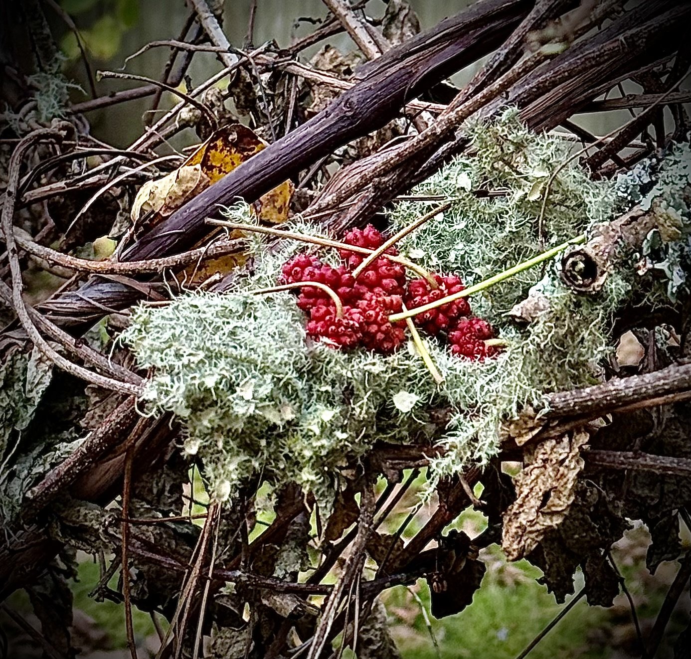 Close-up of a nest-like structure made of twigs, moss, and lichen, with a cluster of small red berries inside.