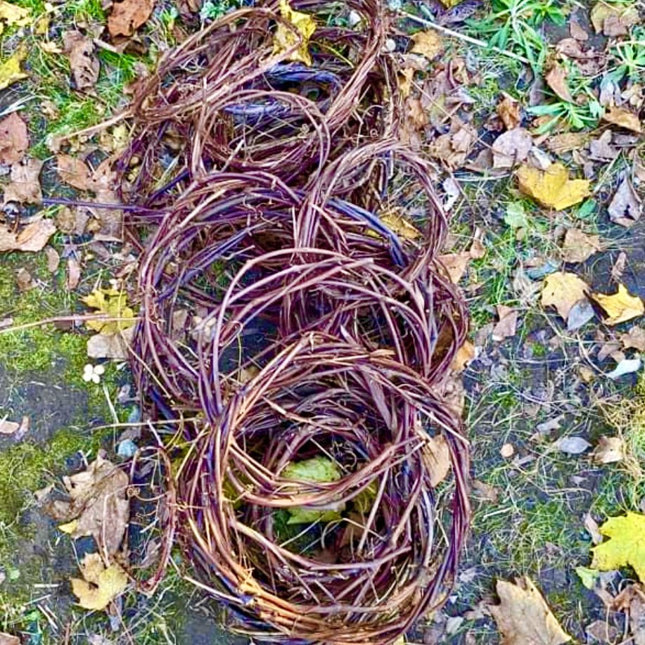 A row of wilted, tangled purple and brown plant stems arranged in circles on the ground, surrounded by fallen leaves and grass.