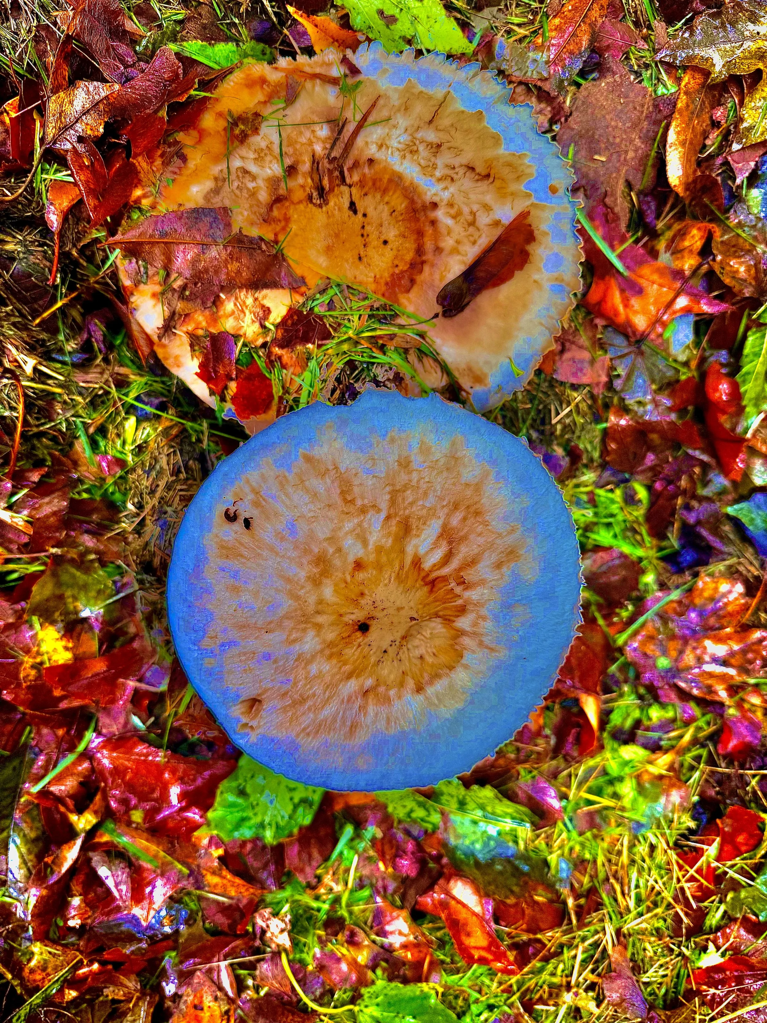 Colorful photograph of two mushrooms growing on the forest floor, surrounded by fallen autumn leaves and grass.
