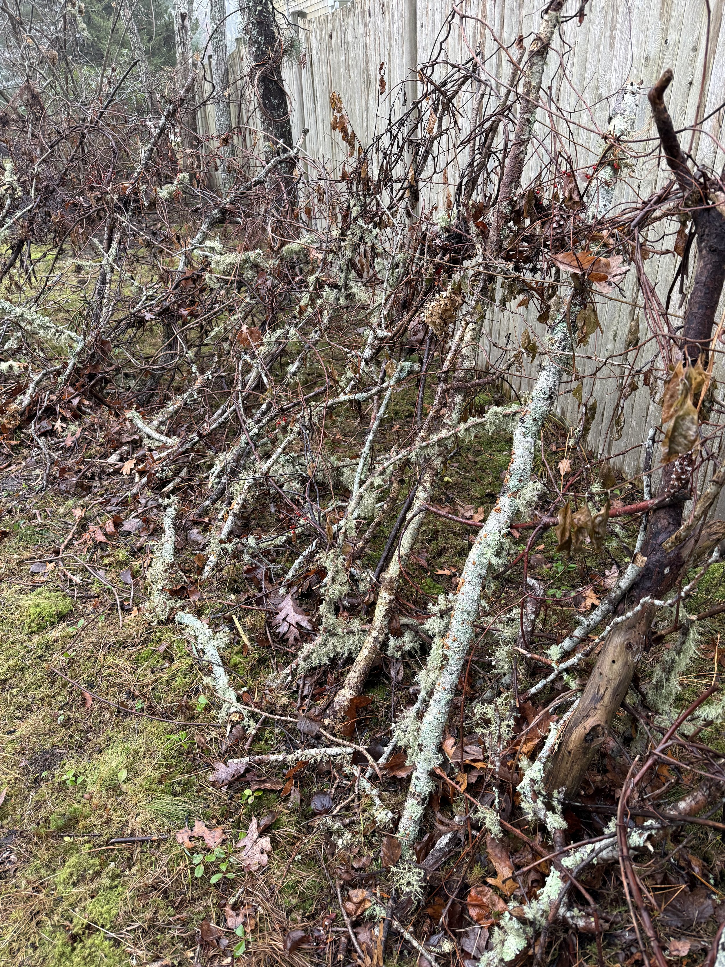 A pile of fallen branches and twigs with moss and lichen growth, leaning against a weathered wooden fence in an outdoor setting.