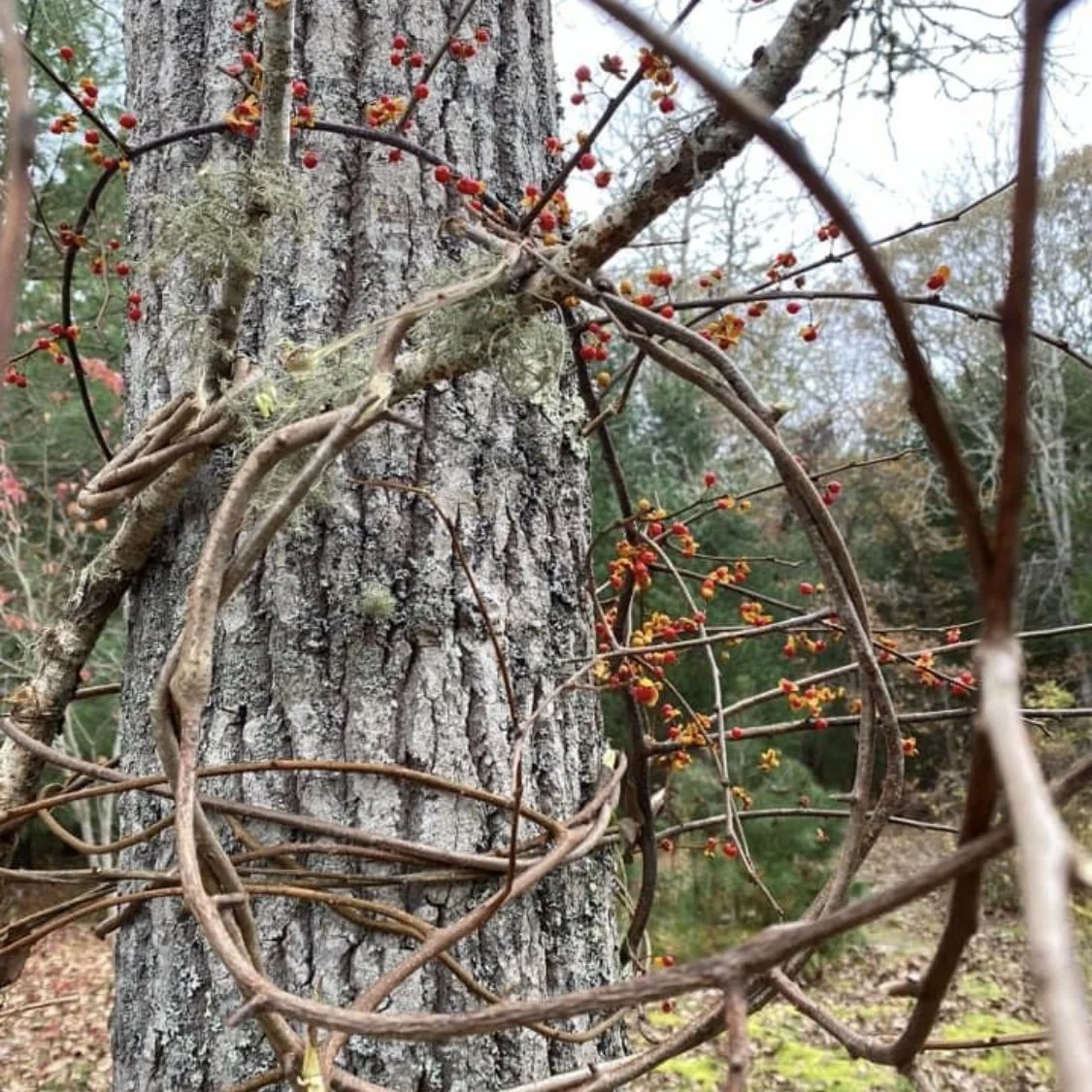 Close-up of a tree trunk with dry vines and small red berries growing around it.