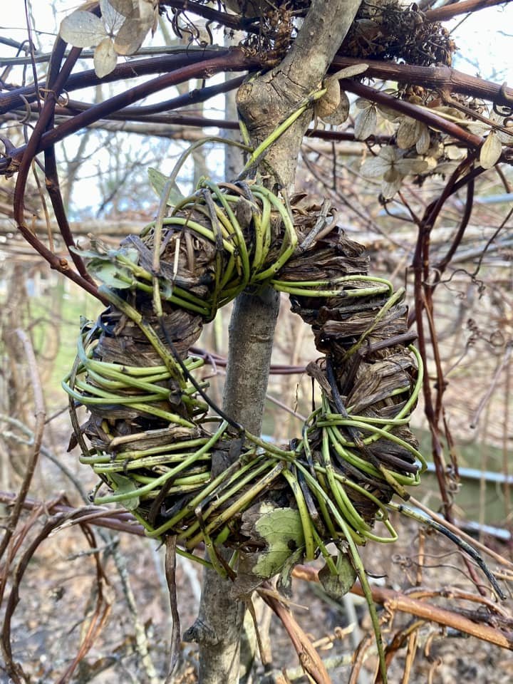 A wreath made of intertwined vine and green plant stems, hanging on a thin tree branch surrounded by dried vine tendrils.