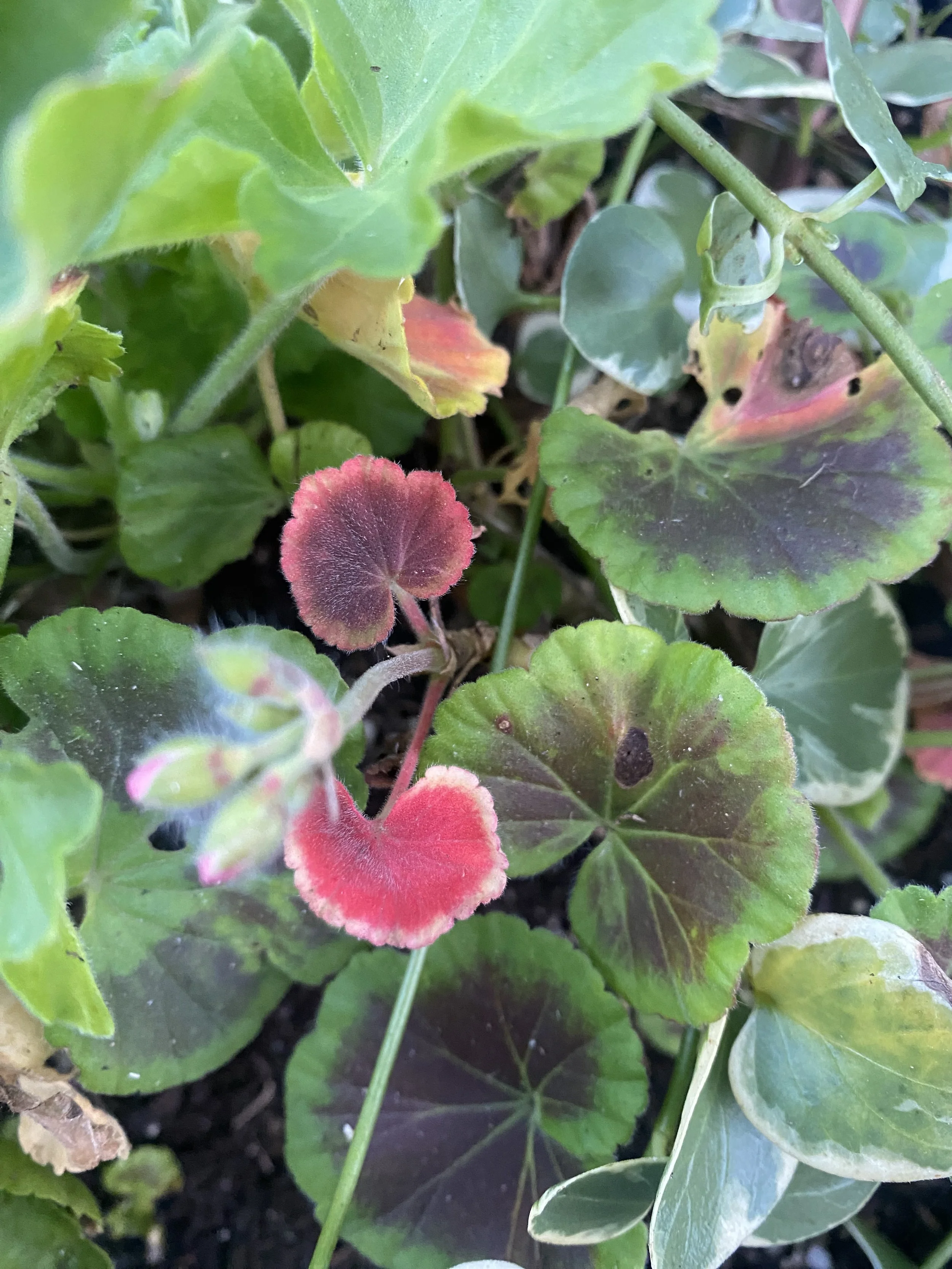 Close-up of variegated and red-tinted leaves of a plant, with some leaves displaying dark spots, in a garden setting.