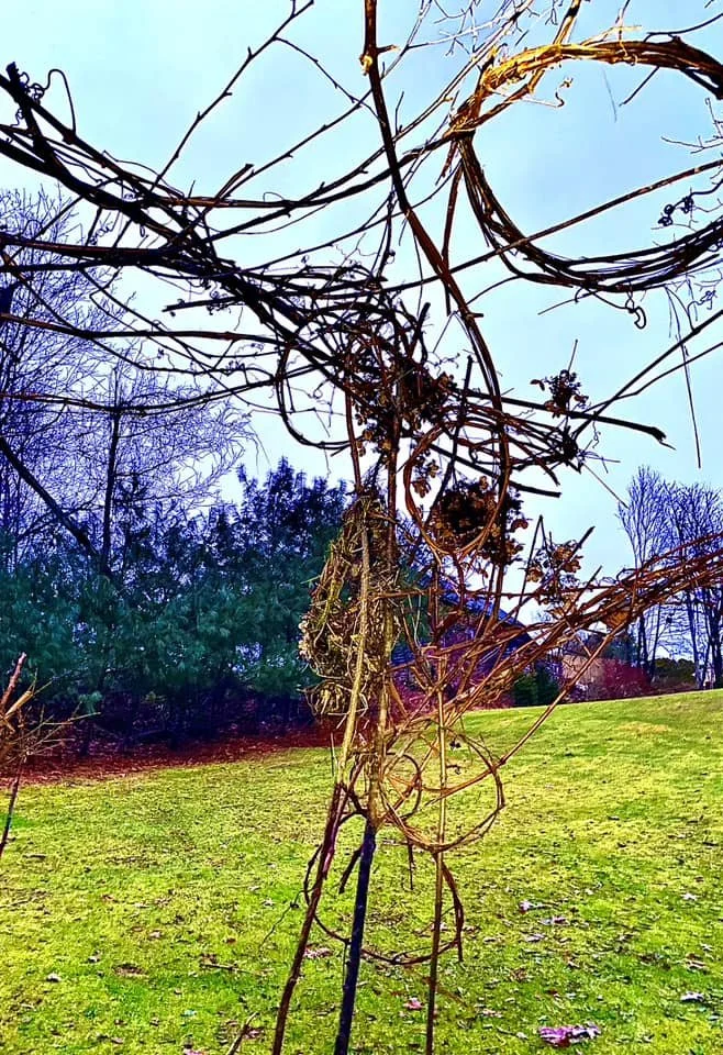 A leafless vine tangled around a tree branch in a grassy park with trees in the background.