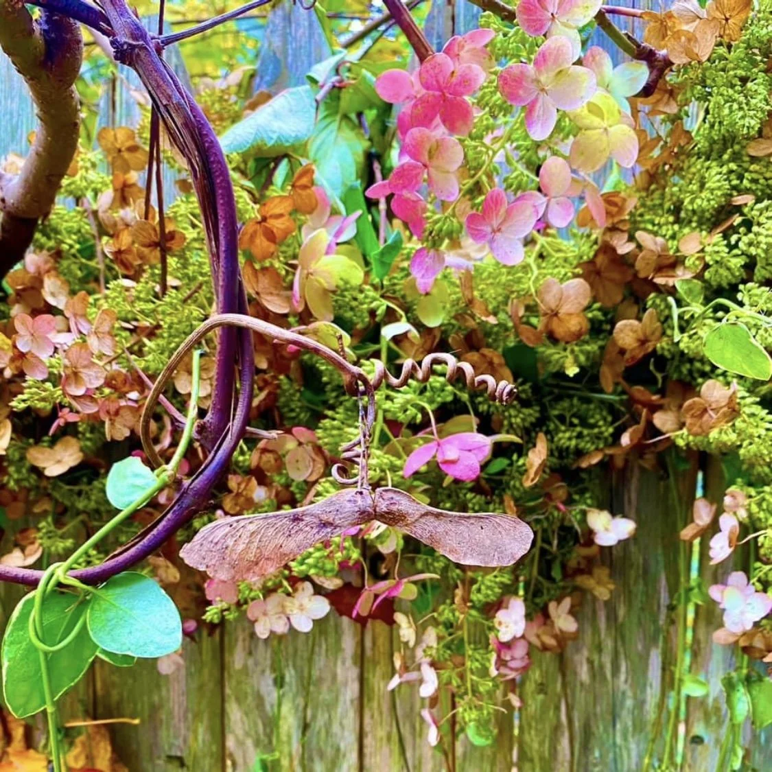 Close-up of pink and brown hydrangea flowers and green foliage on a garden fence.