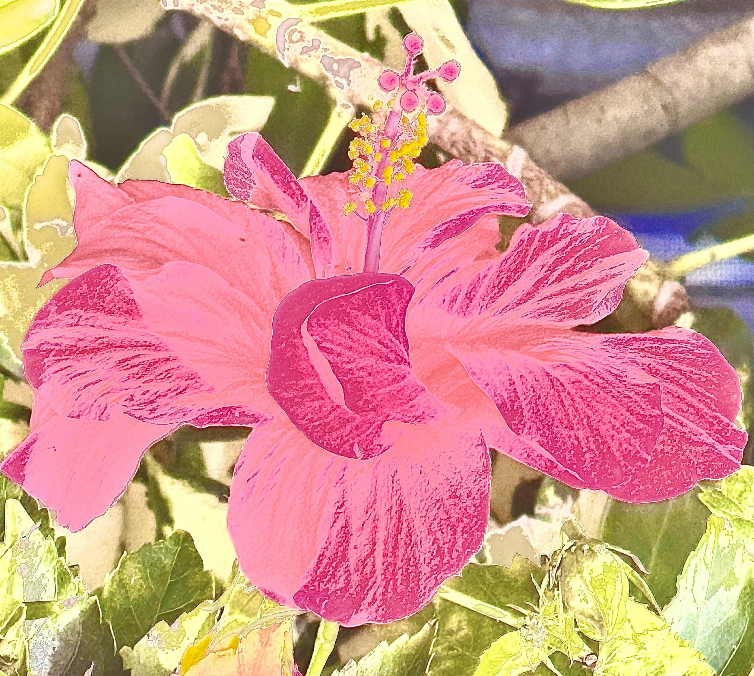 Close-up of a pink and red hibiscus flower with yellow stamens and variegated pink and white petals, surrounded by green leaves.