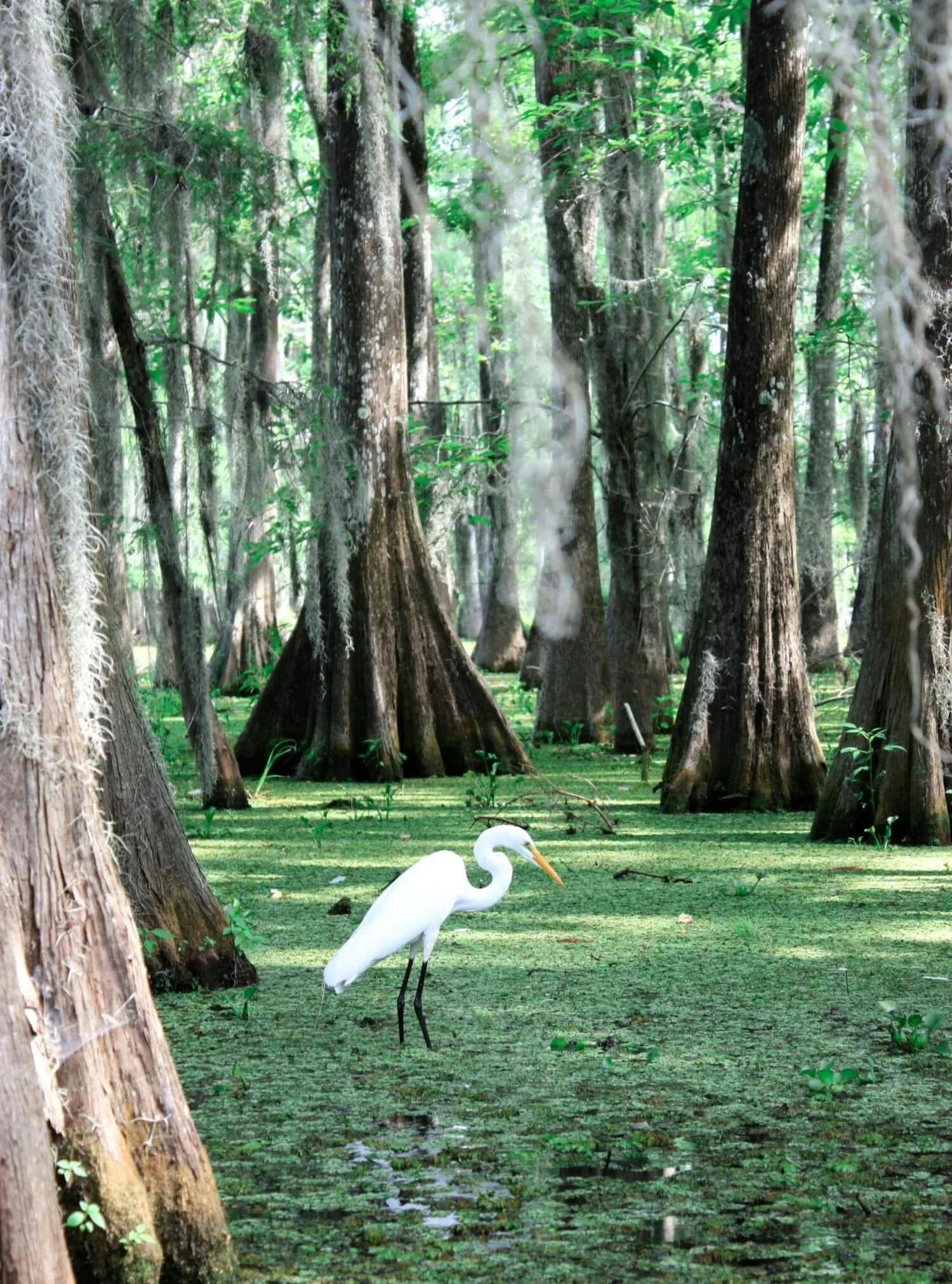 The Best Swamp Tours Near New Orleans (Local Guide)