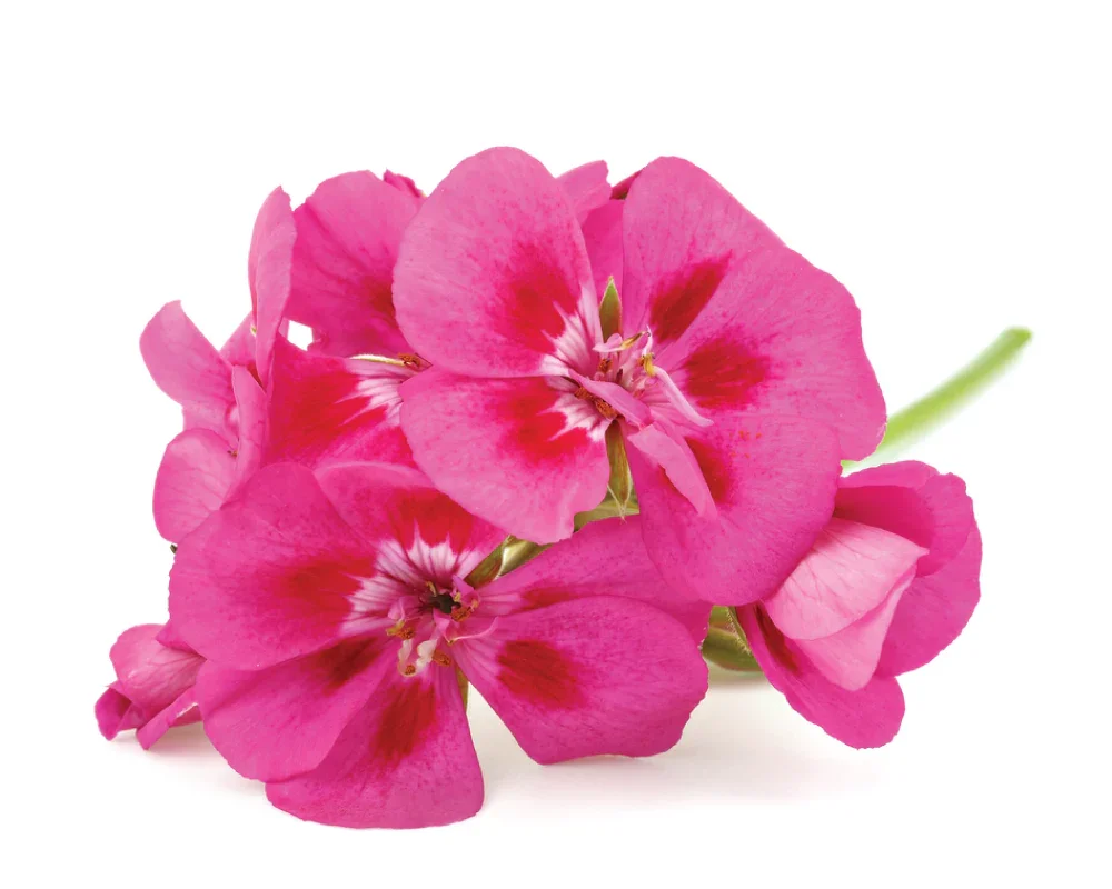 Rose Geranium