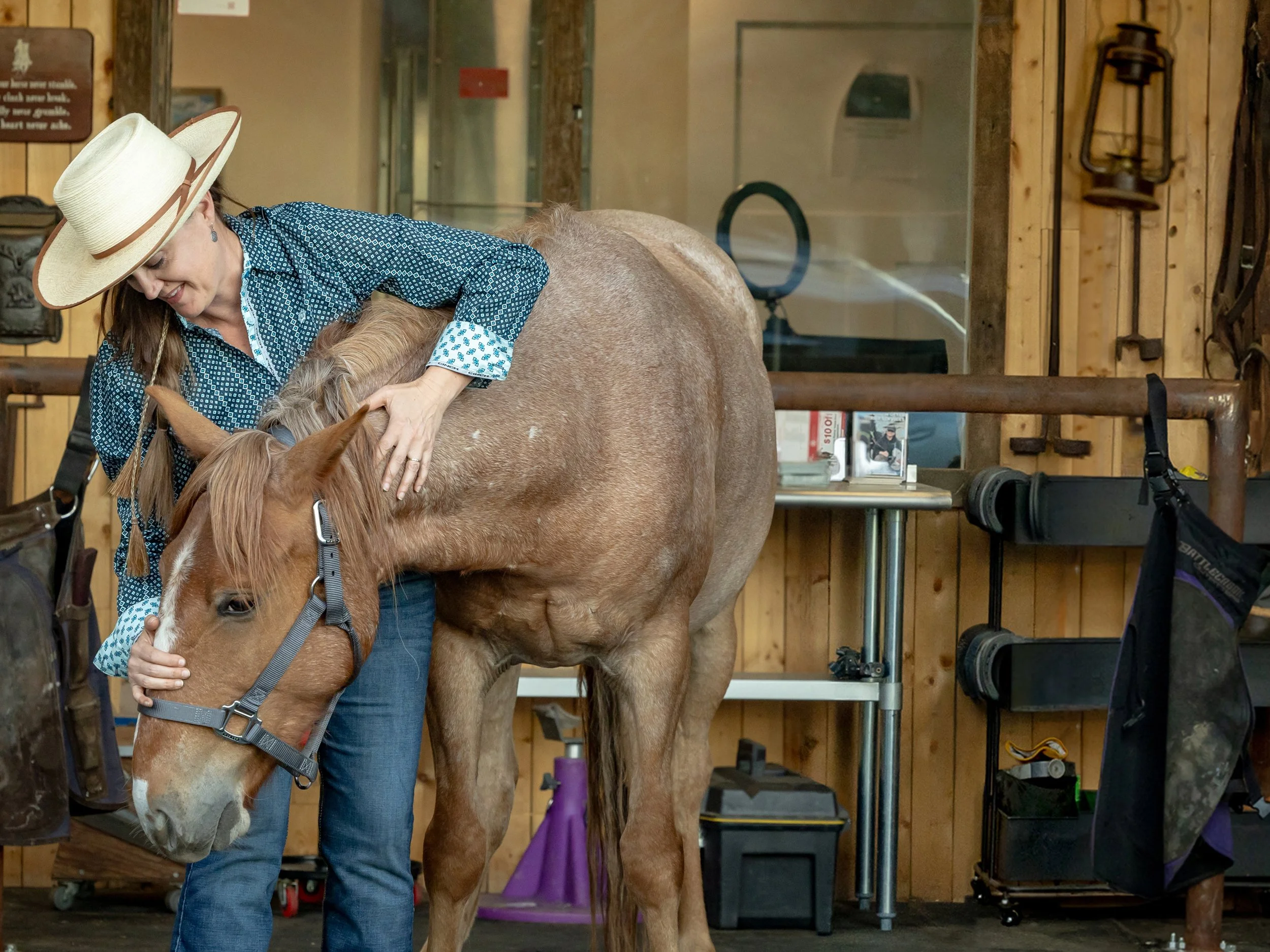 Equine Medical Massage