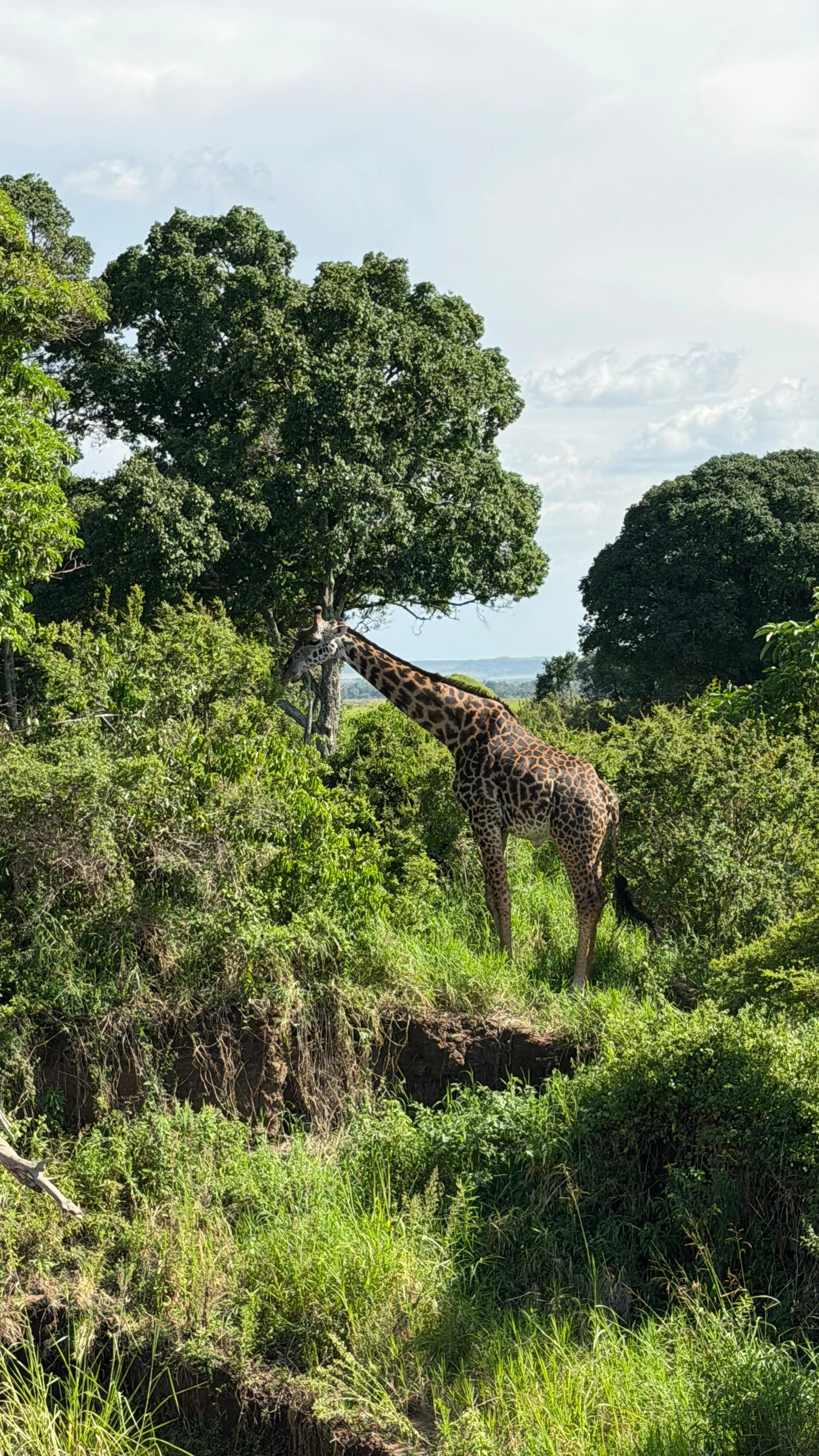 WhatsApp Image 2026-03-13 at 12.21.26 p.m. (15).jpeg