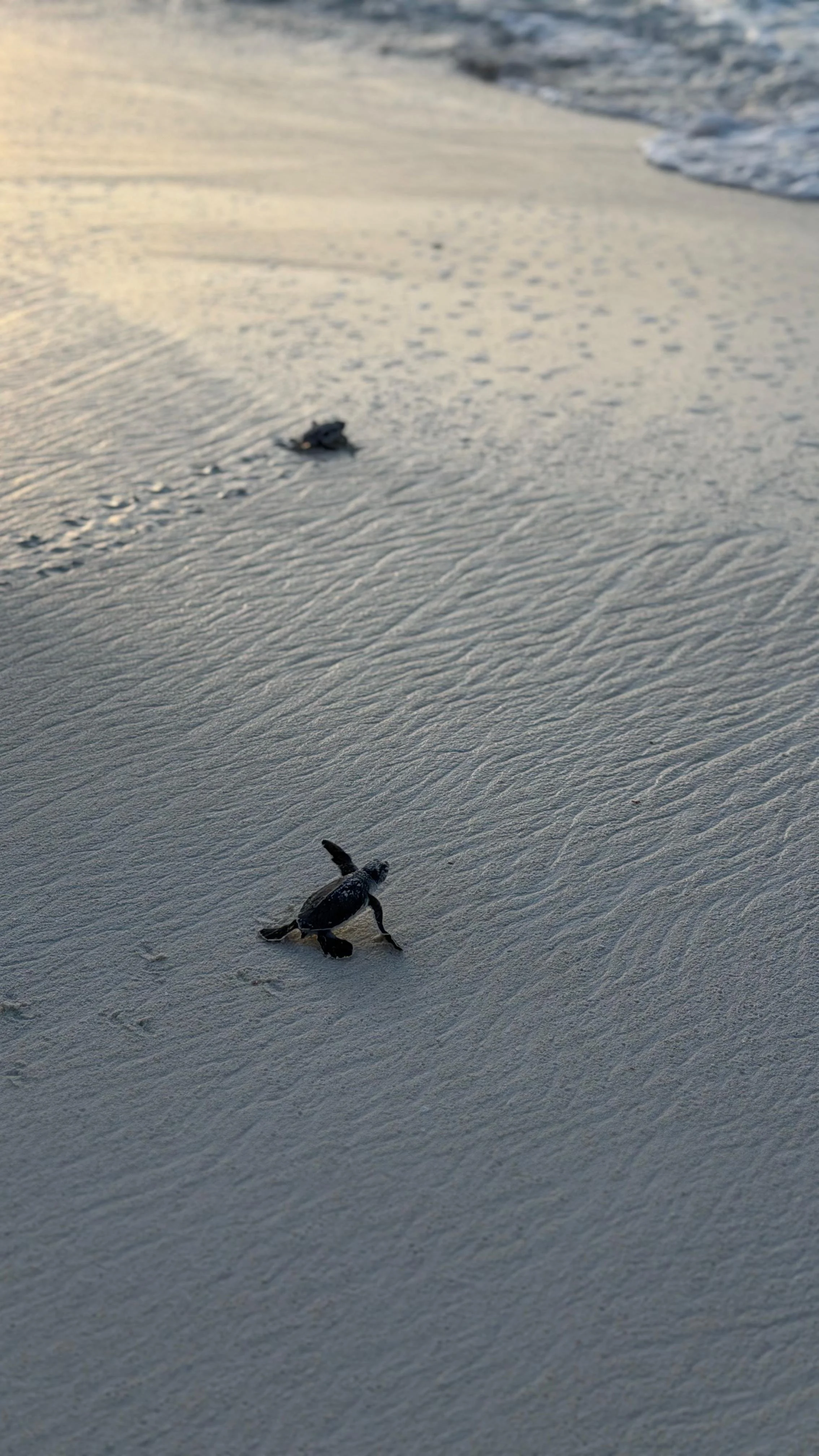 WhatsApp Image 2026-03-13 at 12.24.09 p.m. (3).jpeg