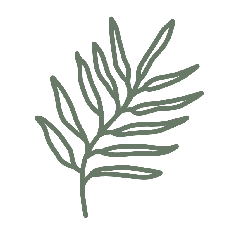 Illustration of a gray-green leaf with multiple slender, elongated leaflets on a black background.