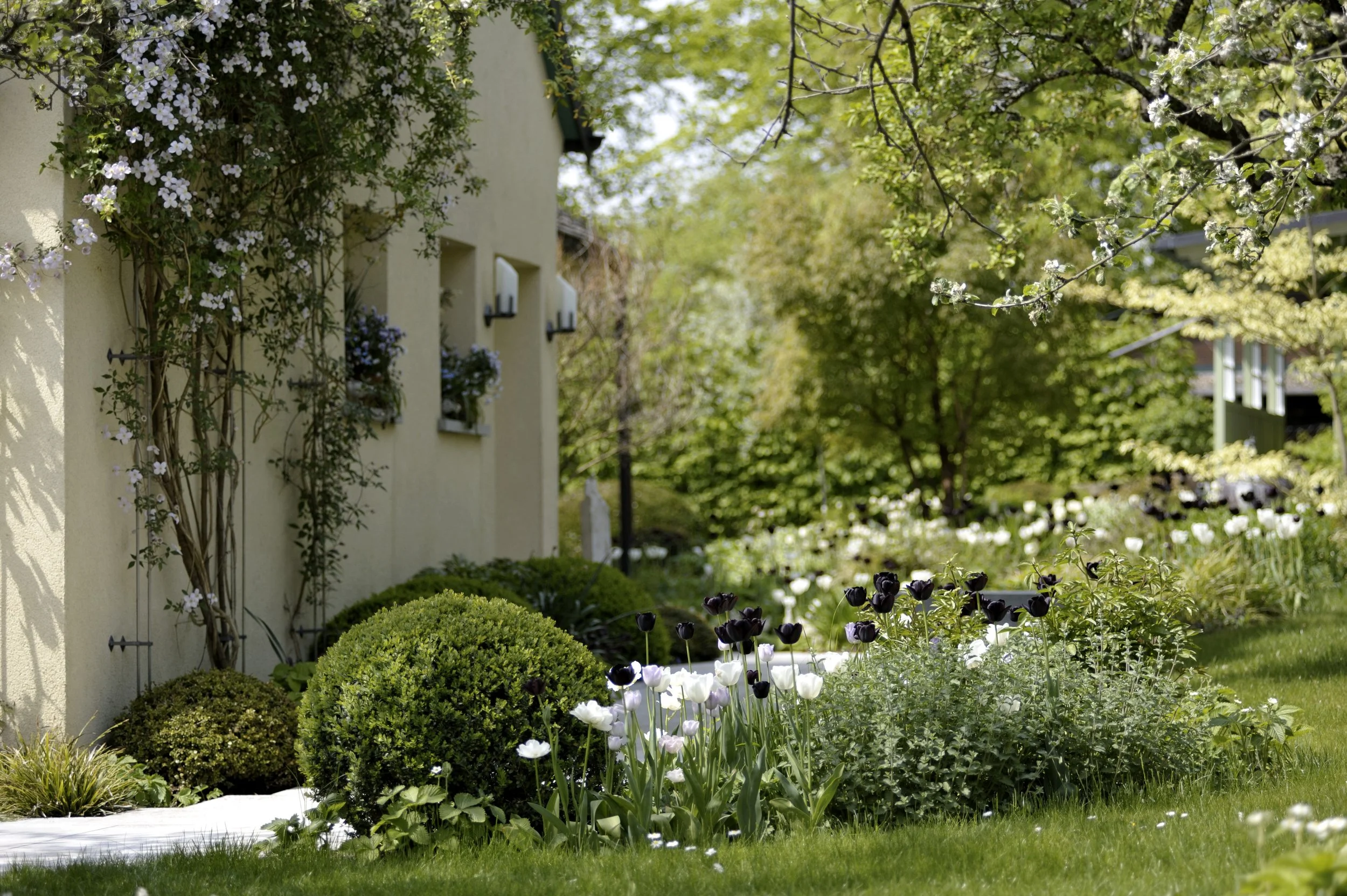 Fruehlingsbluete im sam Schaugarten.jpg
