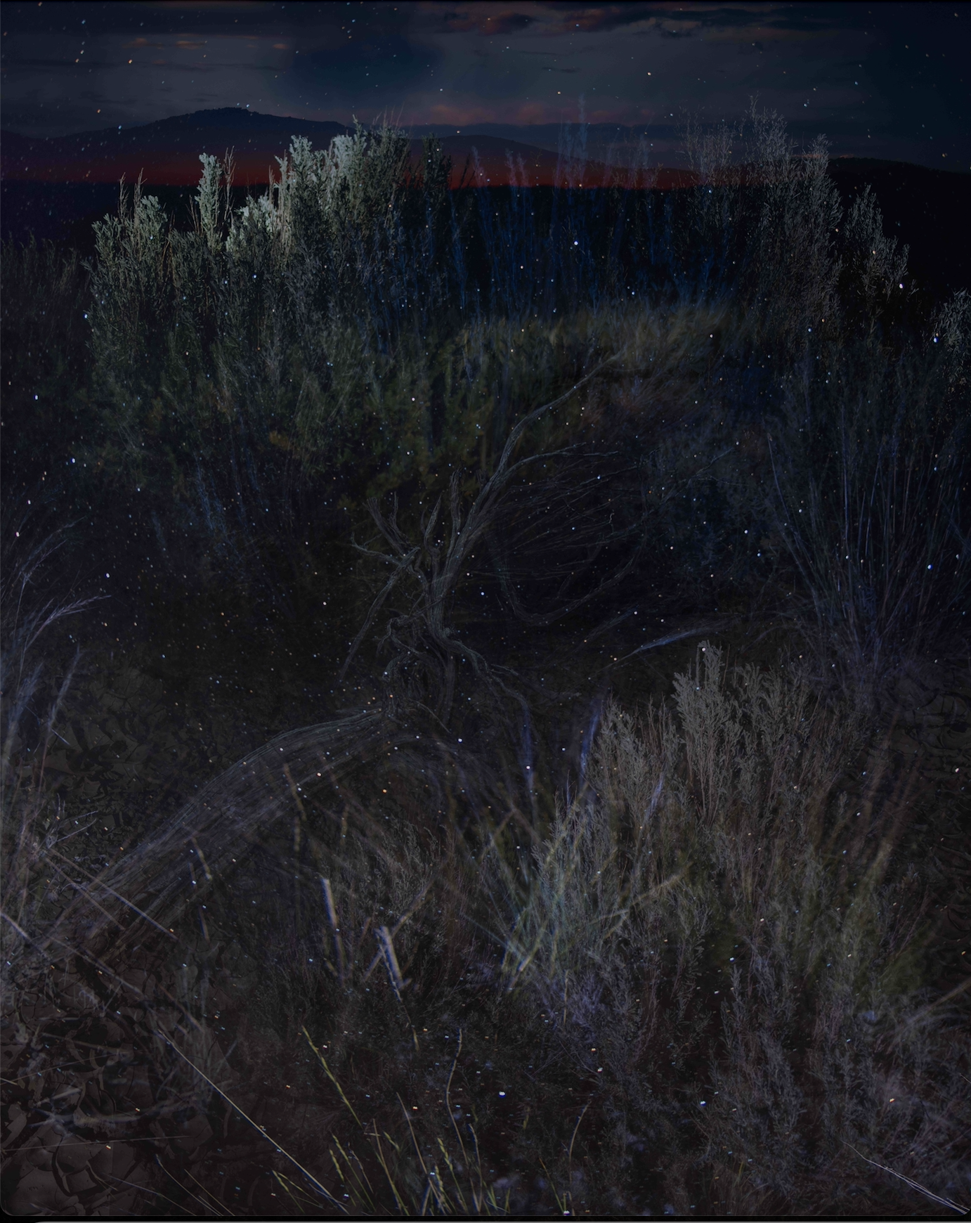 Julianne Nash: "Artemisia Tridentata No. 3," 2024. Imagined Landscape. Archival pigment print, mounted to sintra, 50 × 40 inches.
