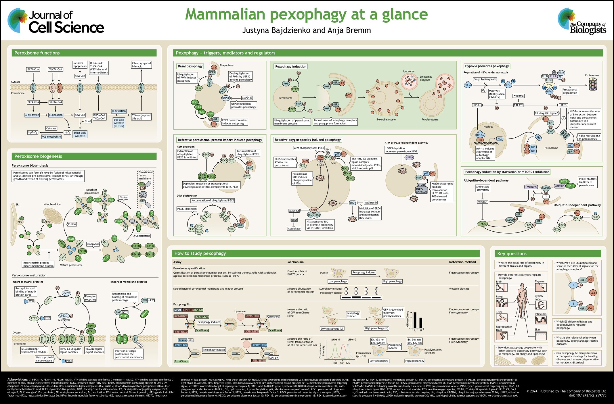 Mammalian Pexophagy at a Glance