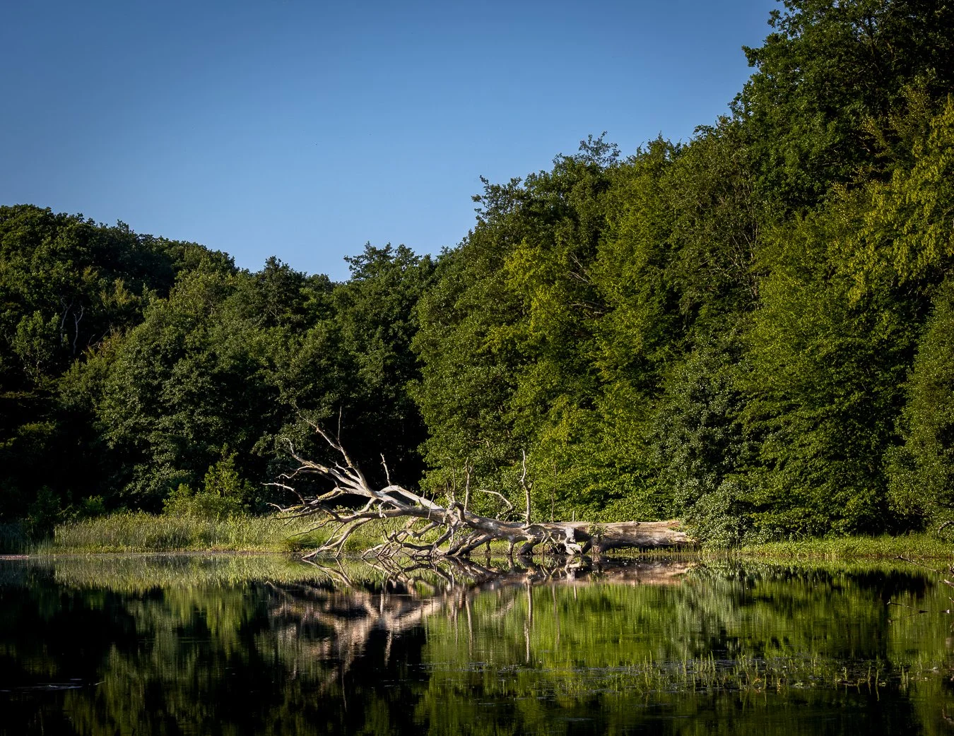 dead tree fallen in to a forrest lake surrounded by green trees