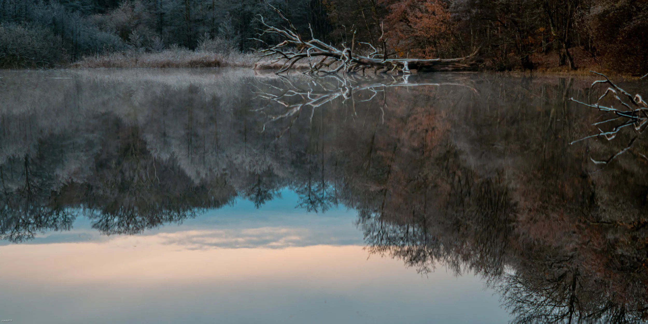 Dead fallen tree in lake and surrounded by morning mist