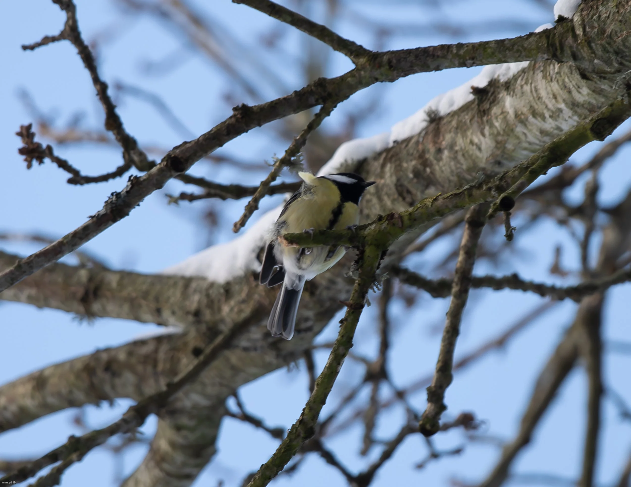 Great tit taking shelter in a tree