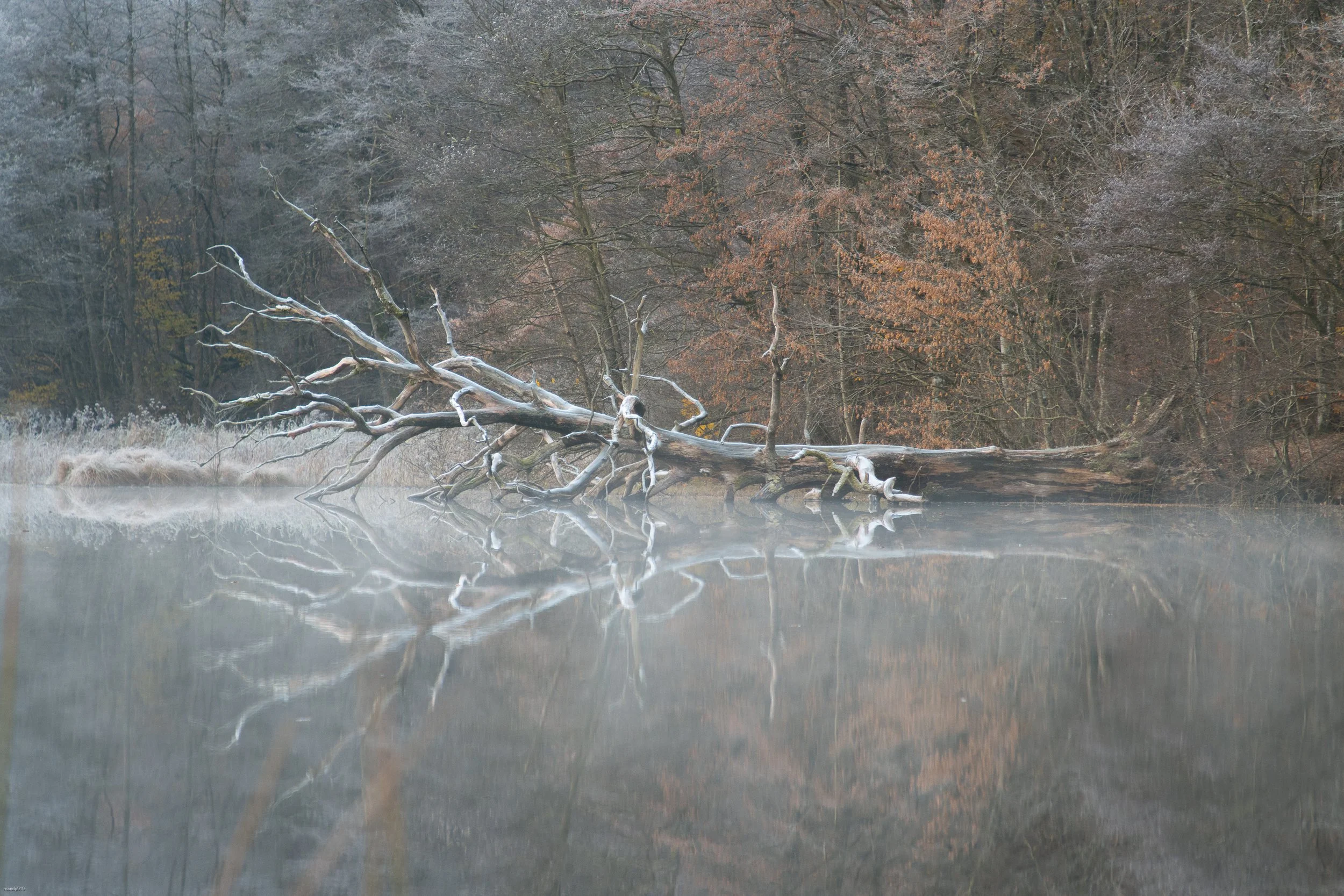 Dead fallen tree in lake and surrounded by morning mist