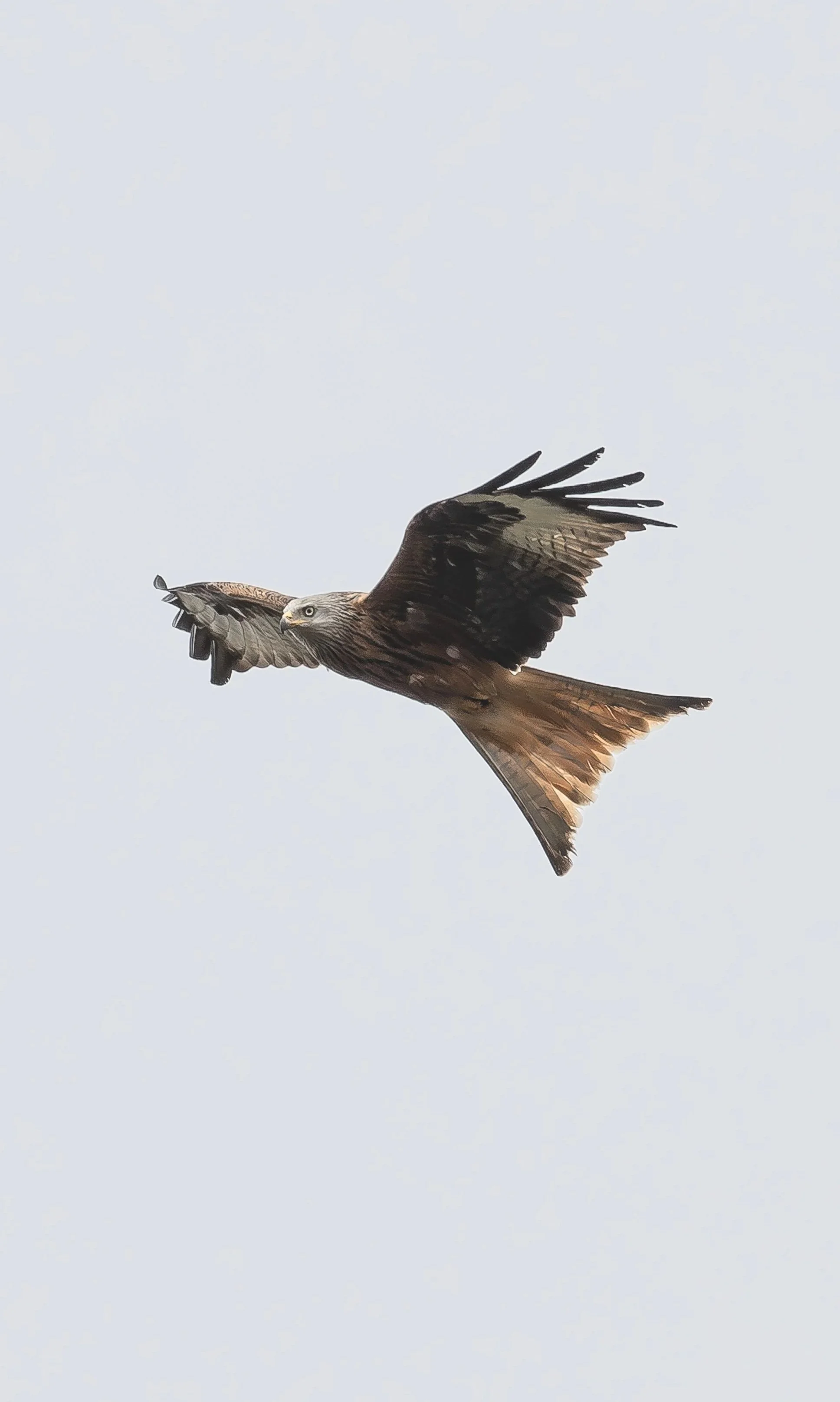 Red kite in flight
