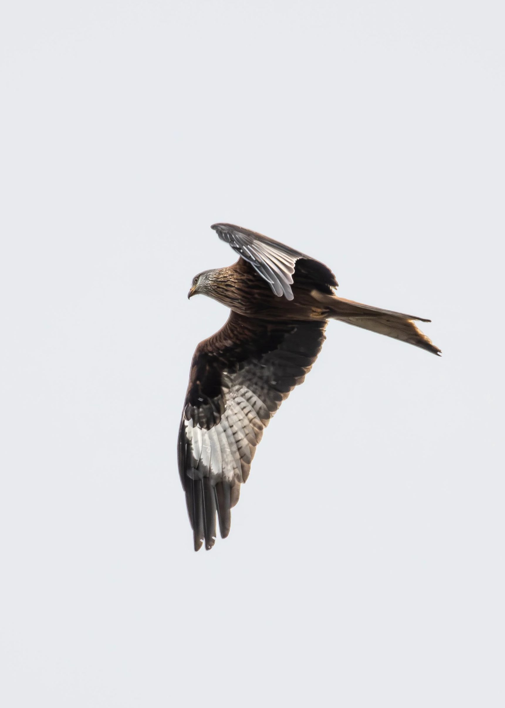 Red Kite in flight