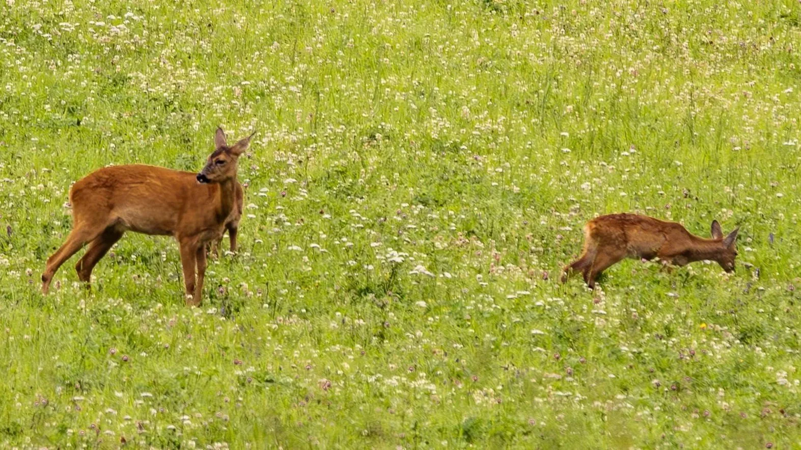Deer in a green meadow