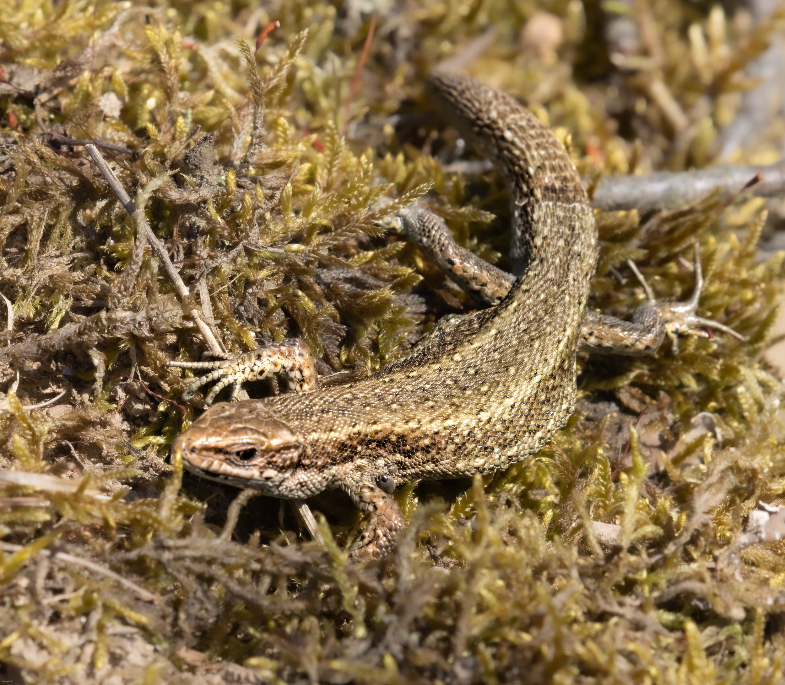 small lizard in moss on the Forrest floor