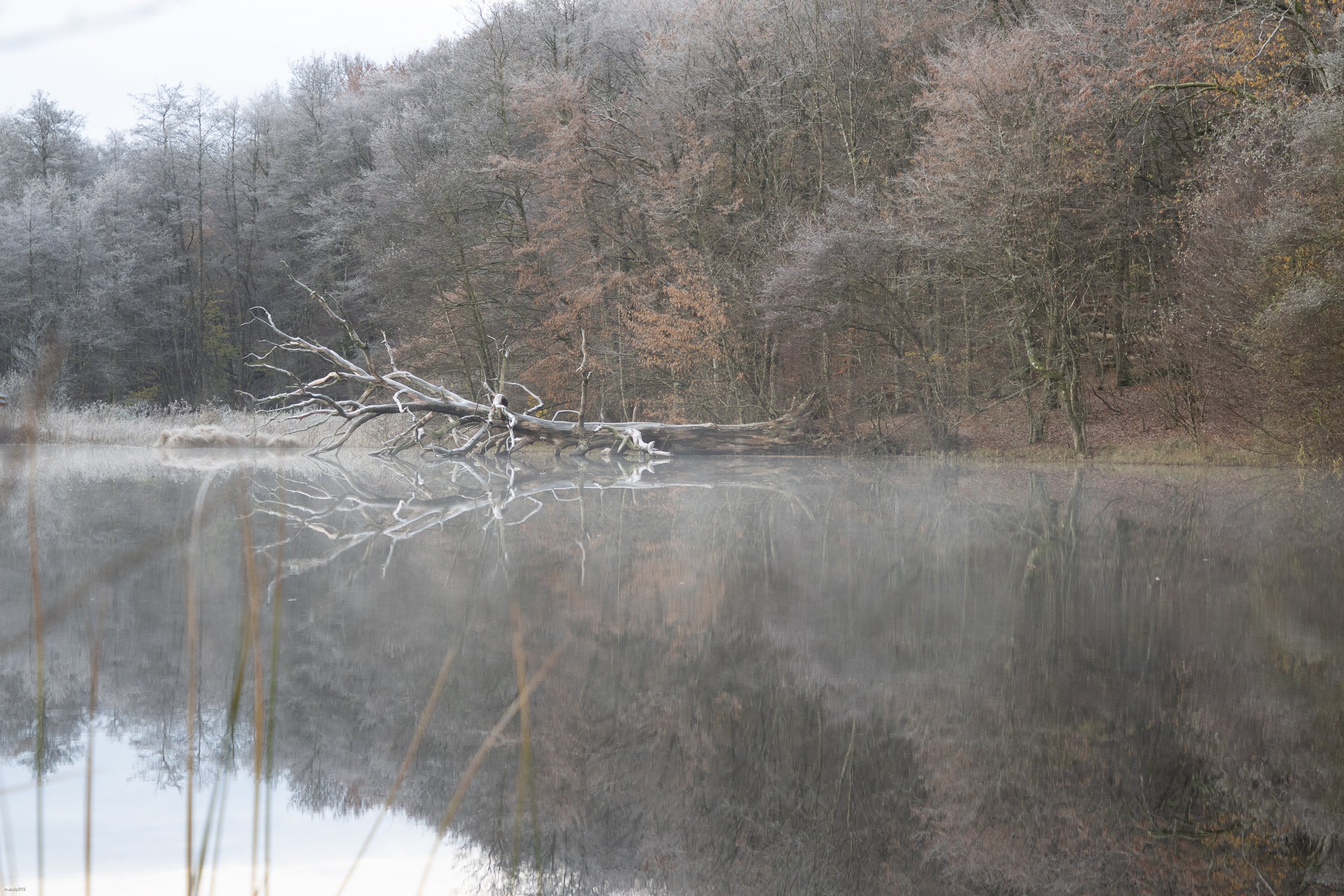 Dead fallen tree in a Forrest lake
