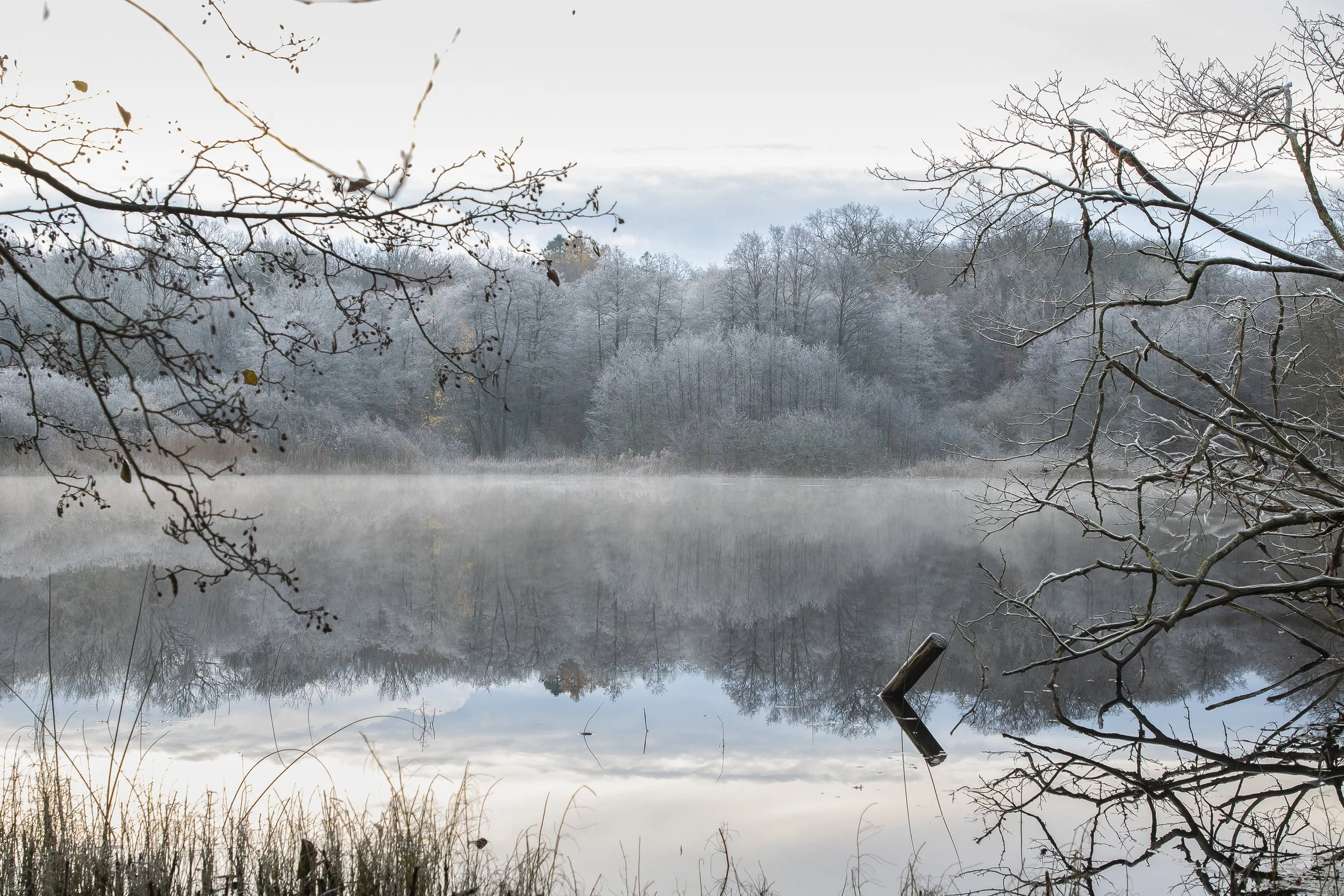 Frost covered bushes by a lake in autumn