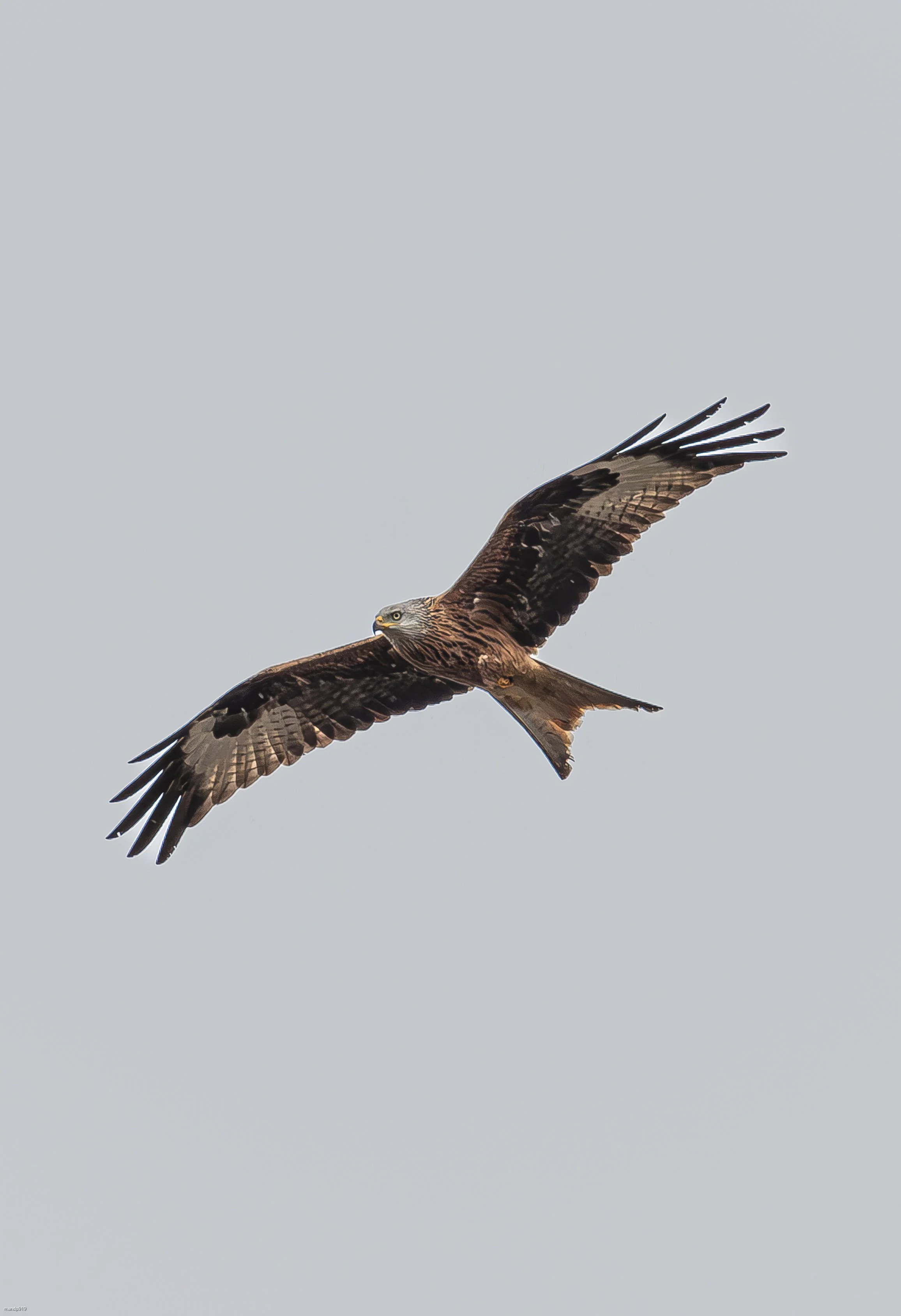 Red kite in flight