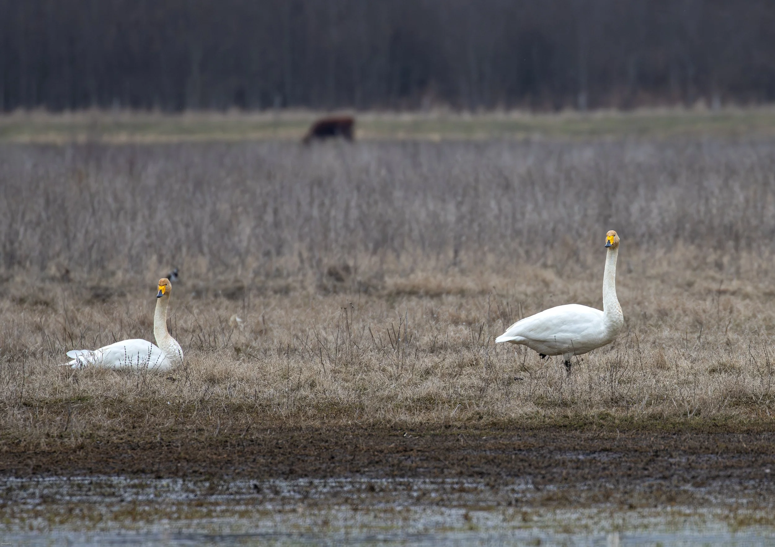 Whoop swans in a bog and a cow in the background