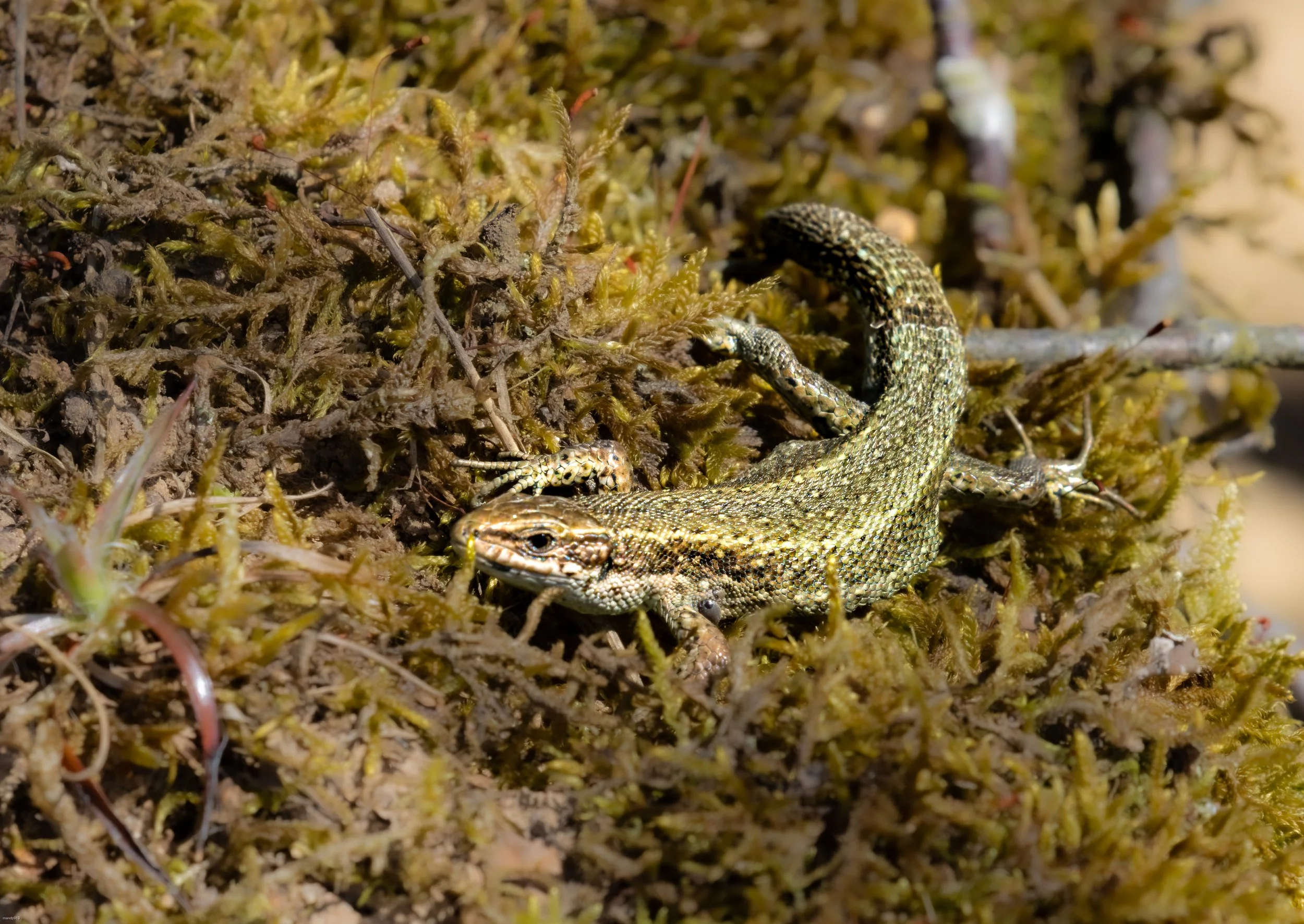 small lizard in moss on the Forrest floor