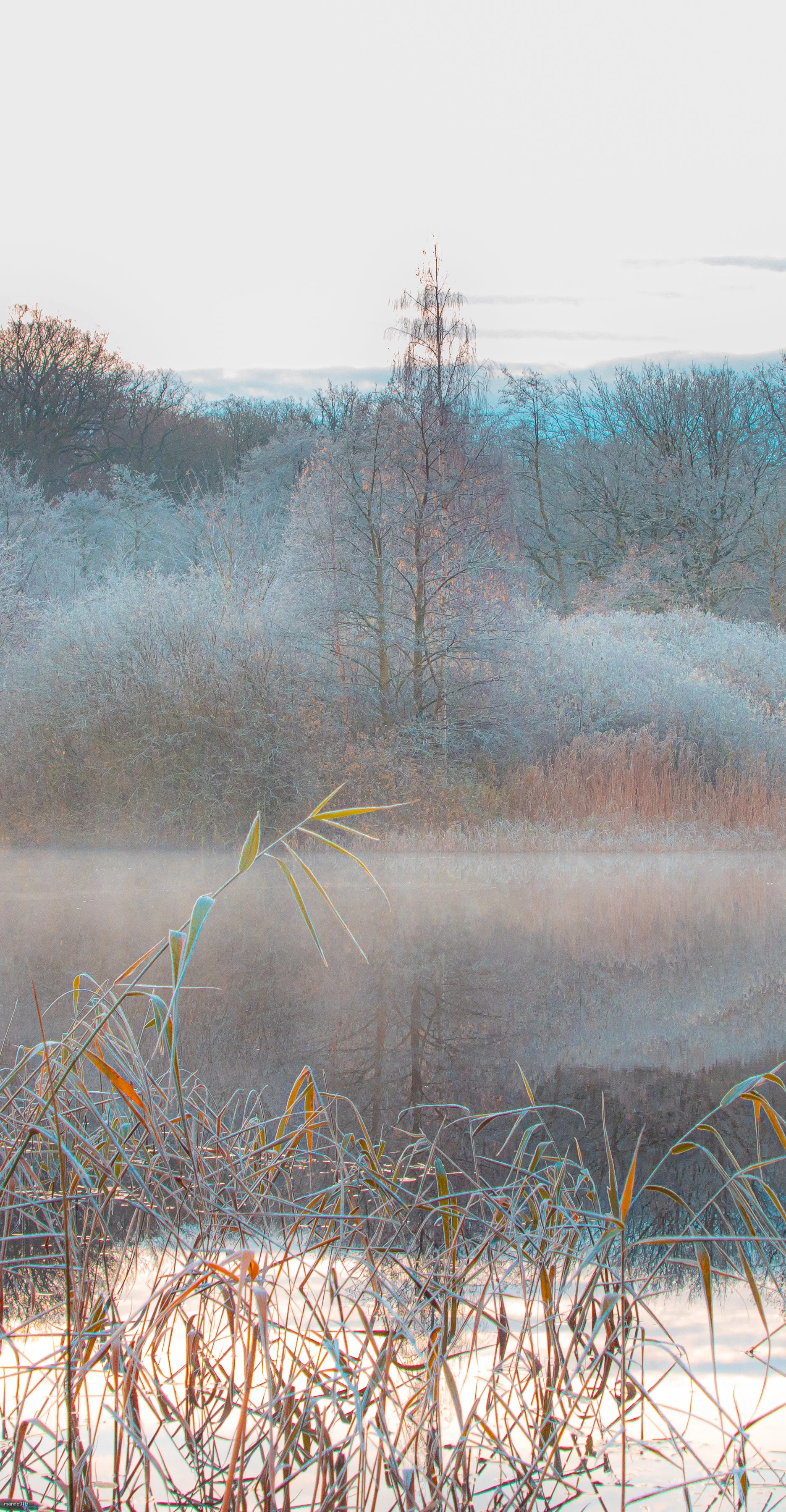 Frost covered bushes by a lake in autumn