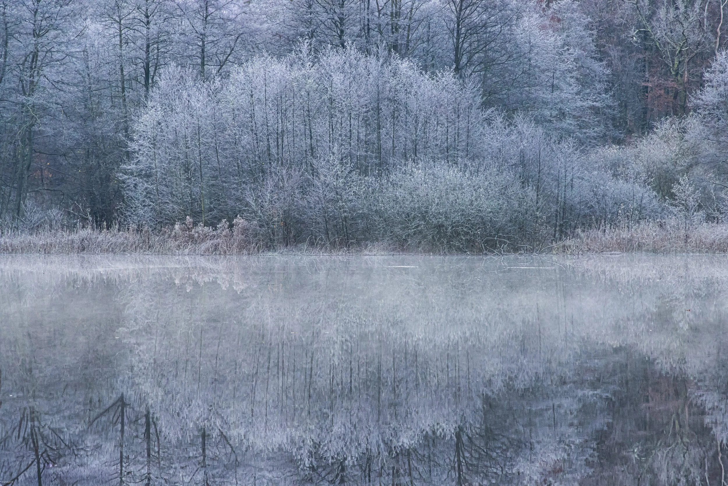 Frost covered bushes by a lake in autumn