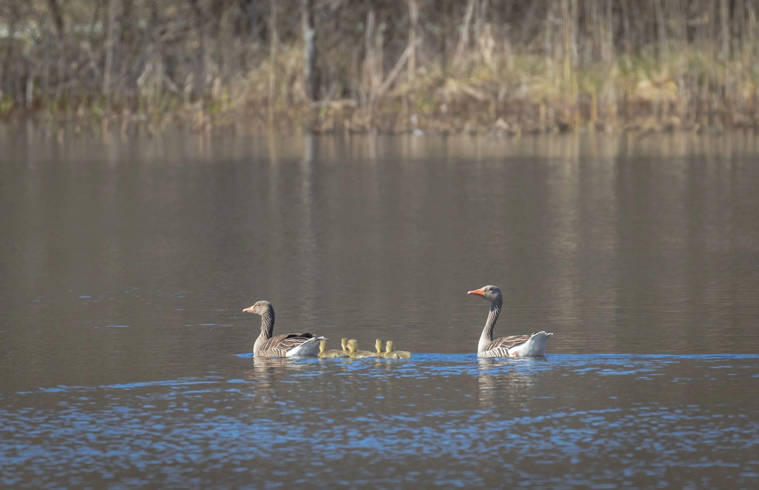Adult geese with  goslings in a forest lake
