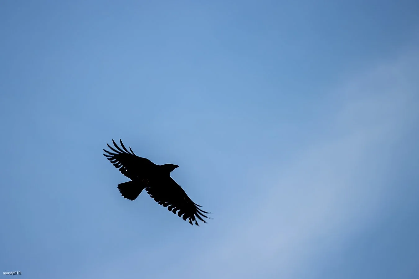 Crow flying in silhouette 