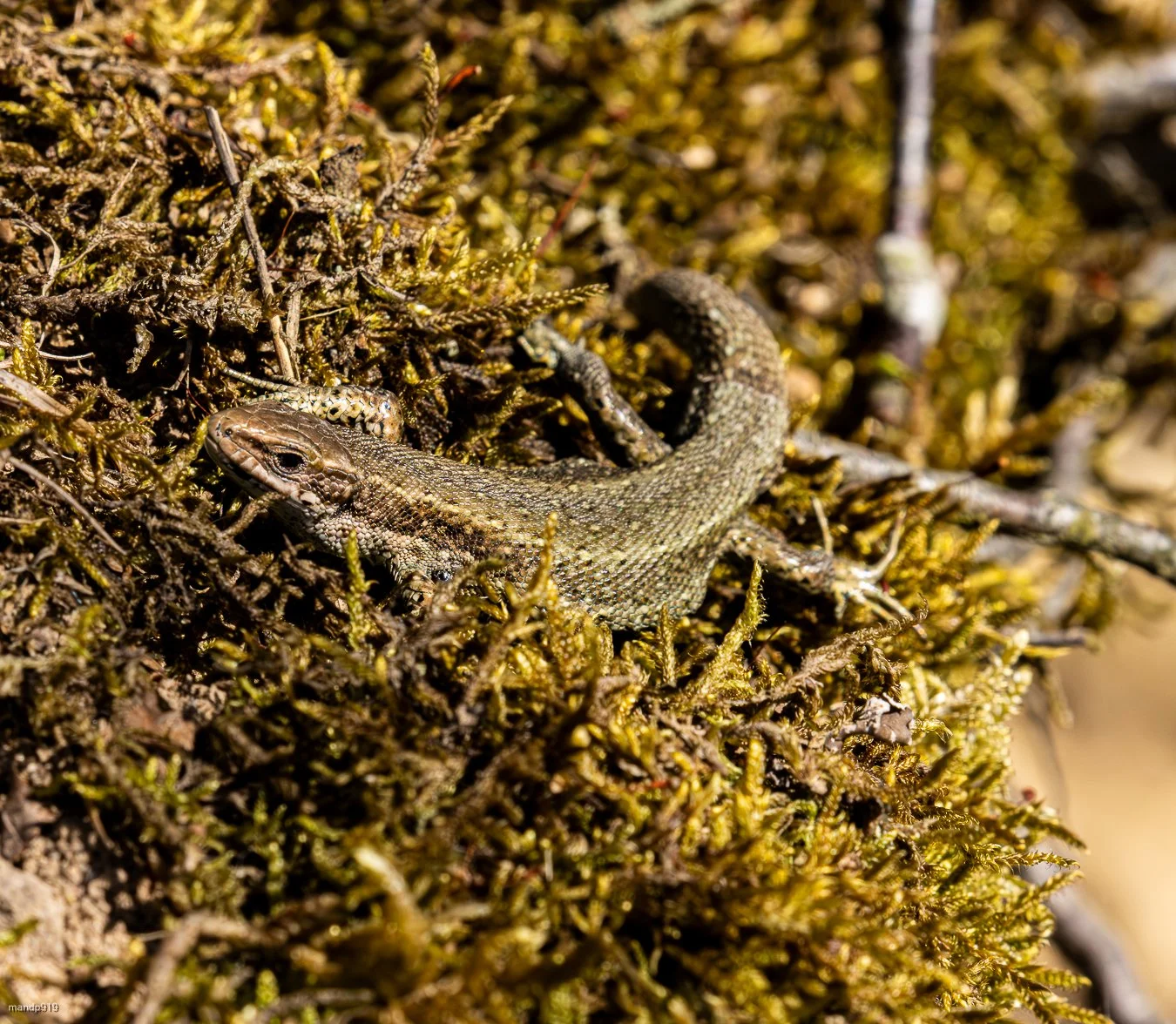 small lizard in moss on the Forrest floor