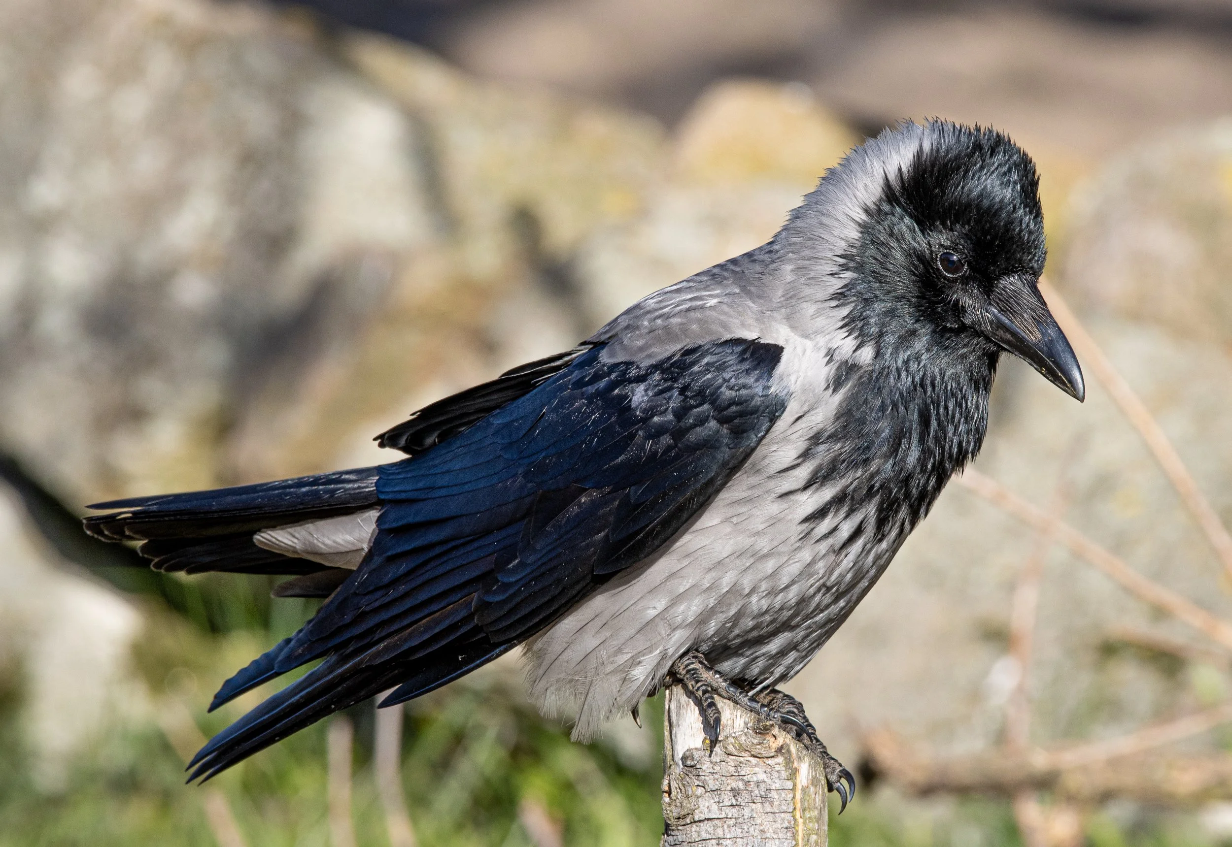 A grey crow on a fencepost