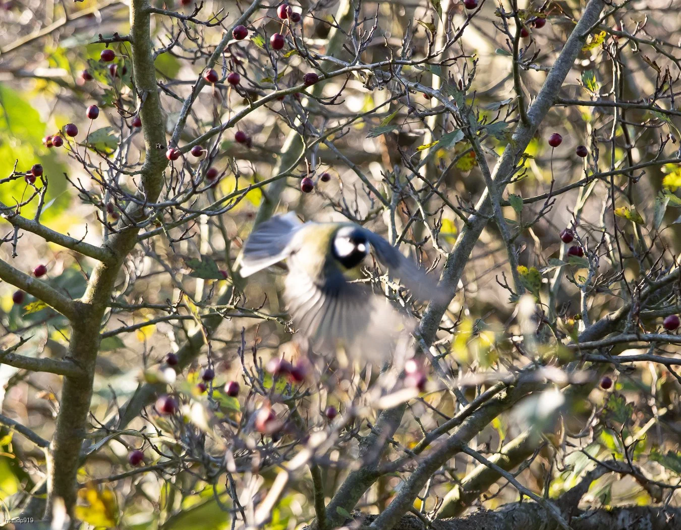 picture of a small bird out of focus