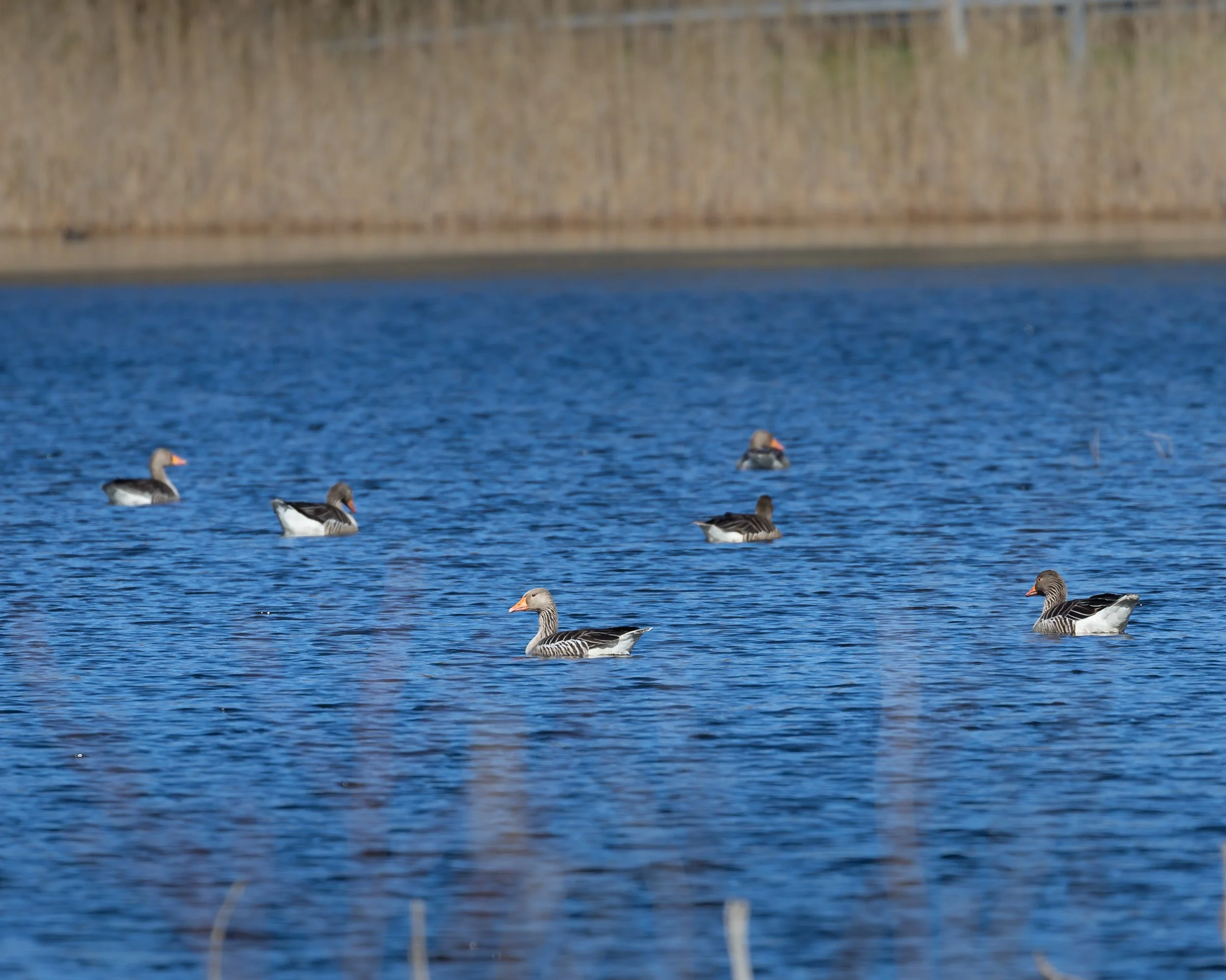 Adult geese in a forest lake 