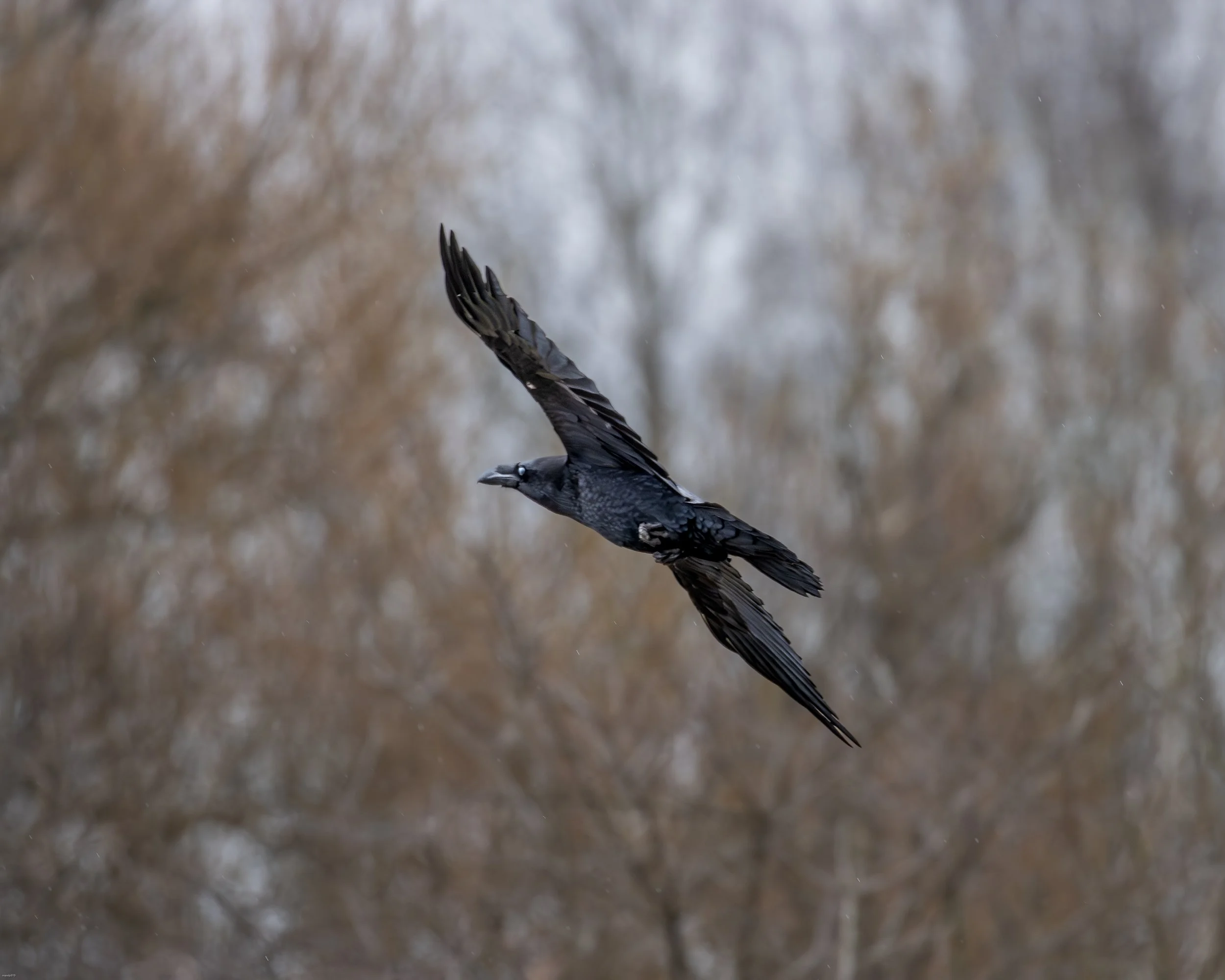 Raven in flight