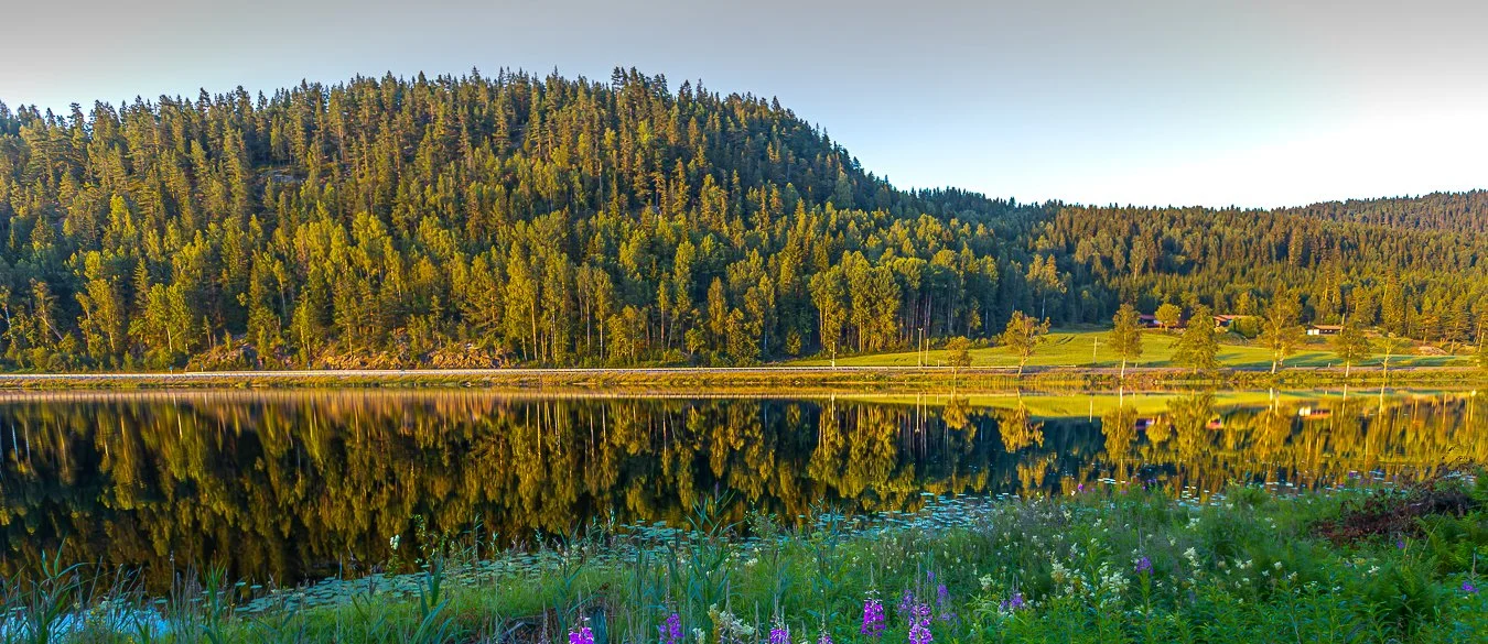 trees reflection in calm water in morning sunshine